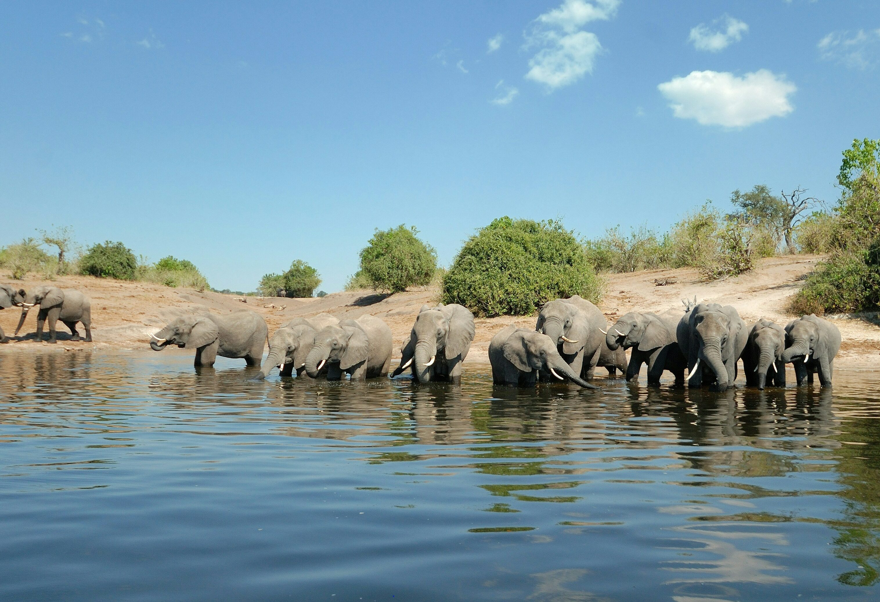 Olifanten in Chobe national Park in Botswana