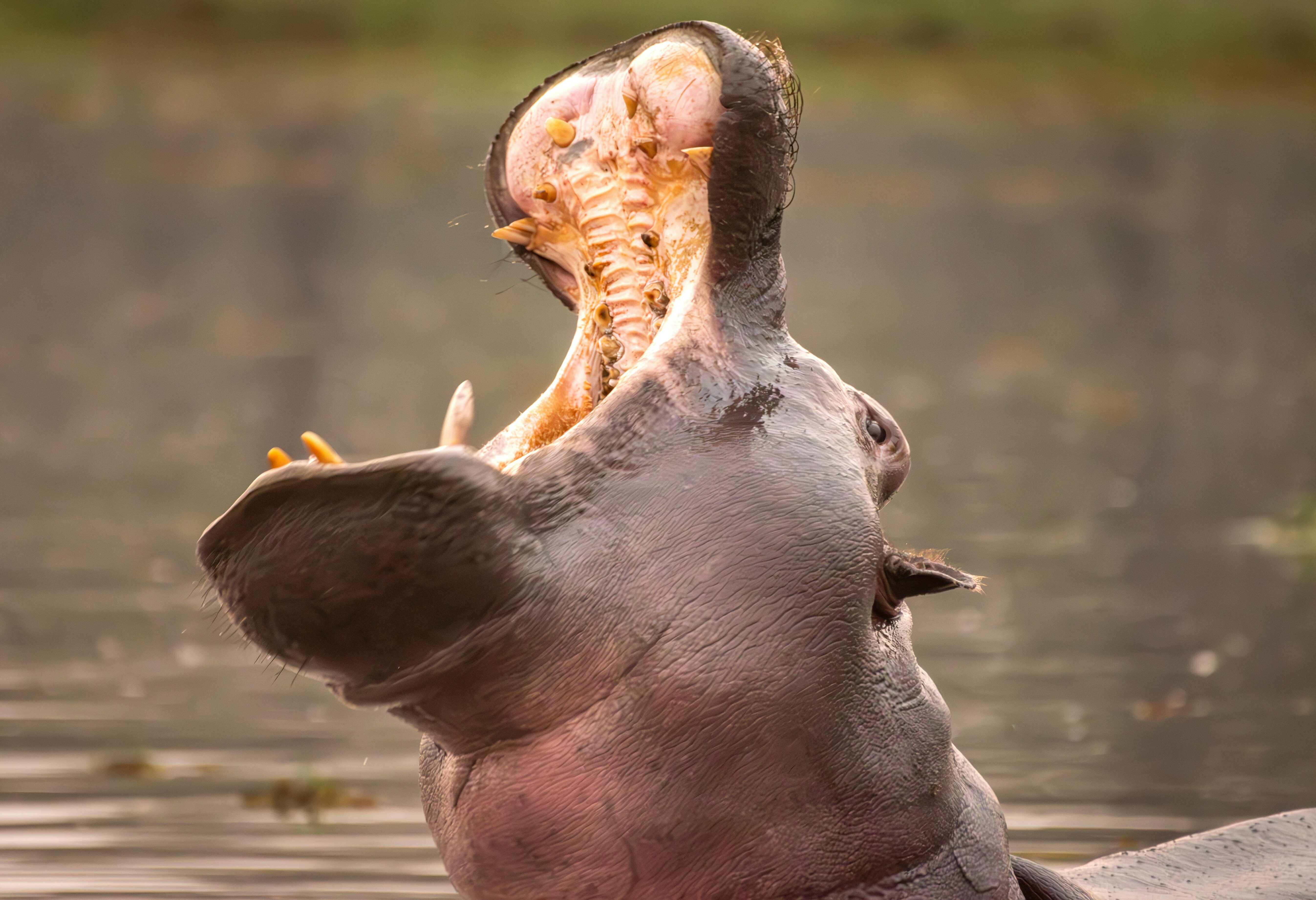 Nijlpaard in Moremi National Park in Botswana