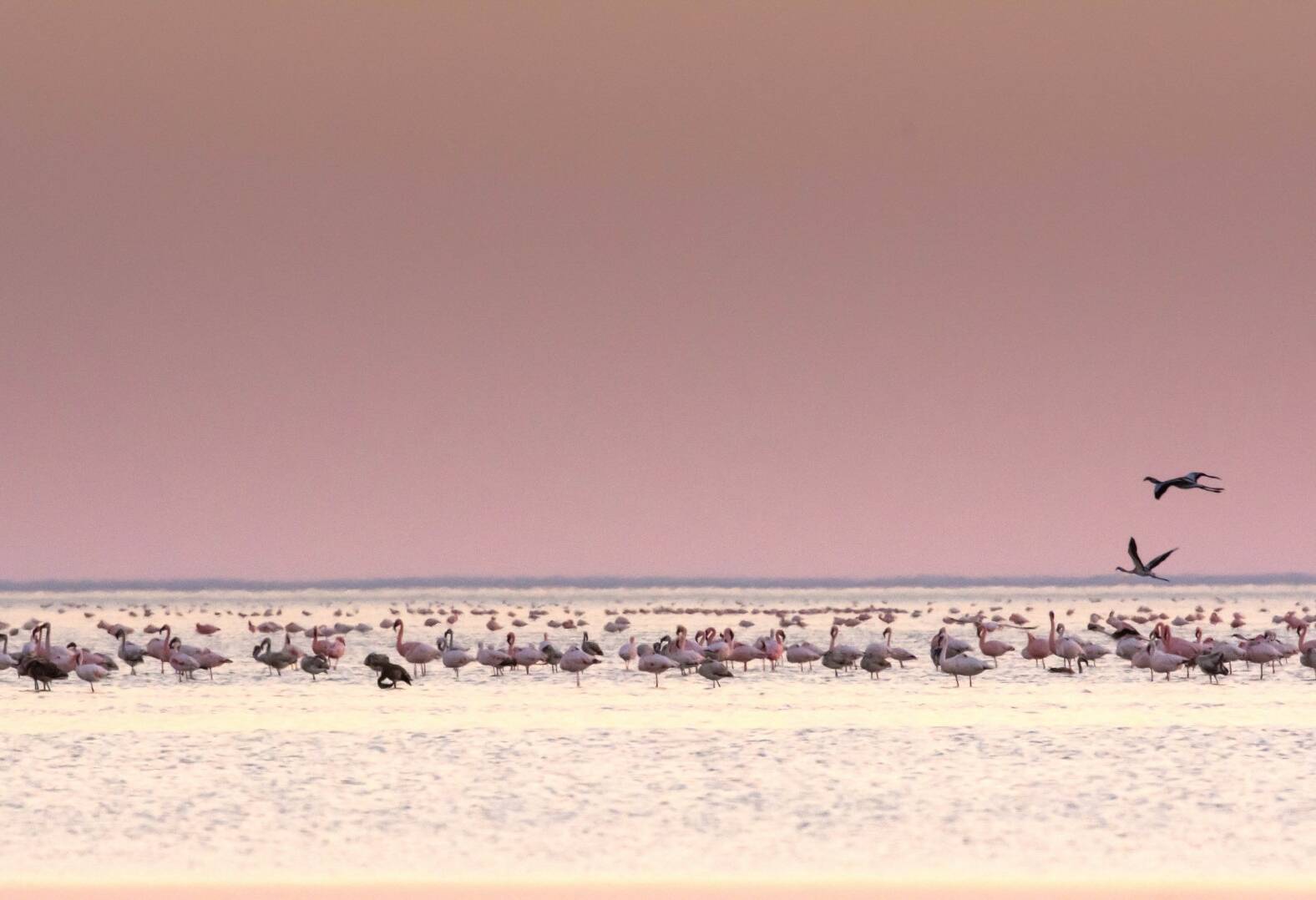 Botswana Omgeving Nata