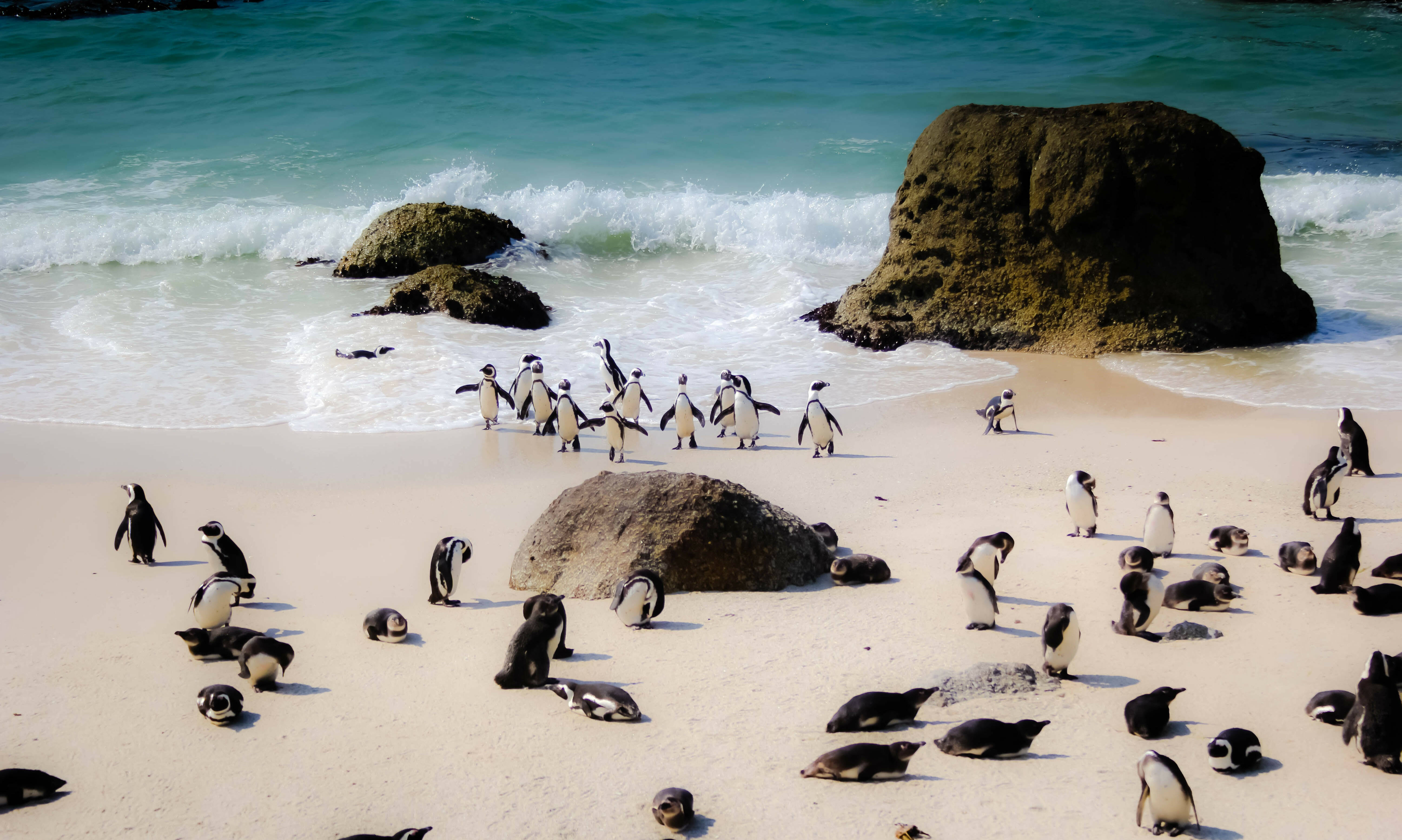 Boulders Beach