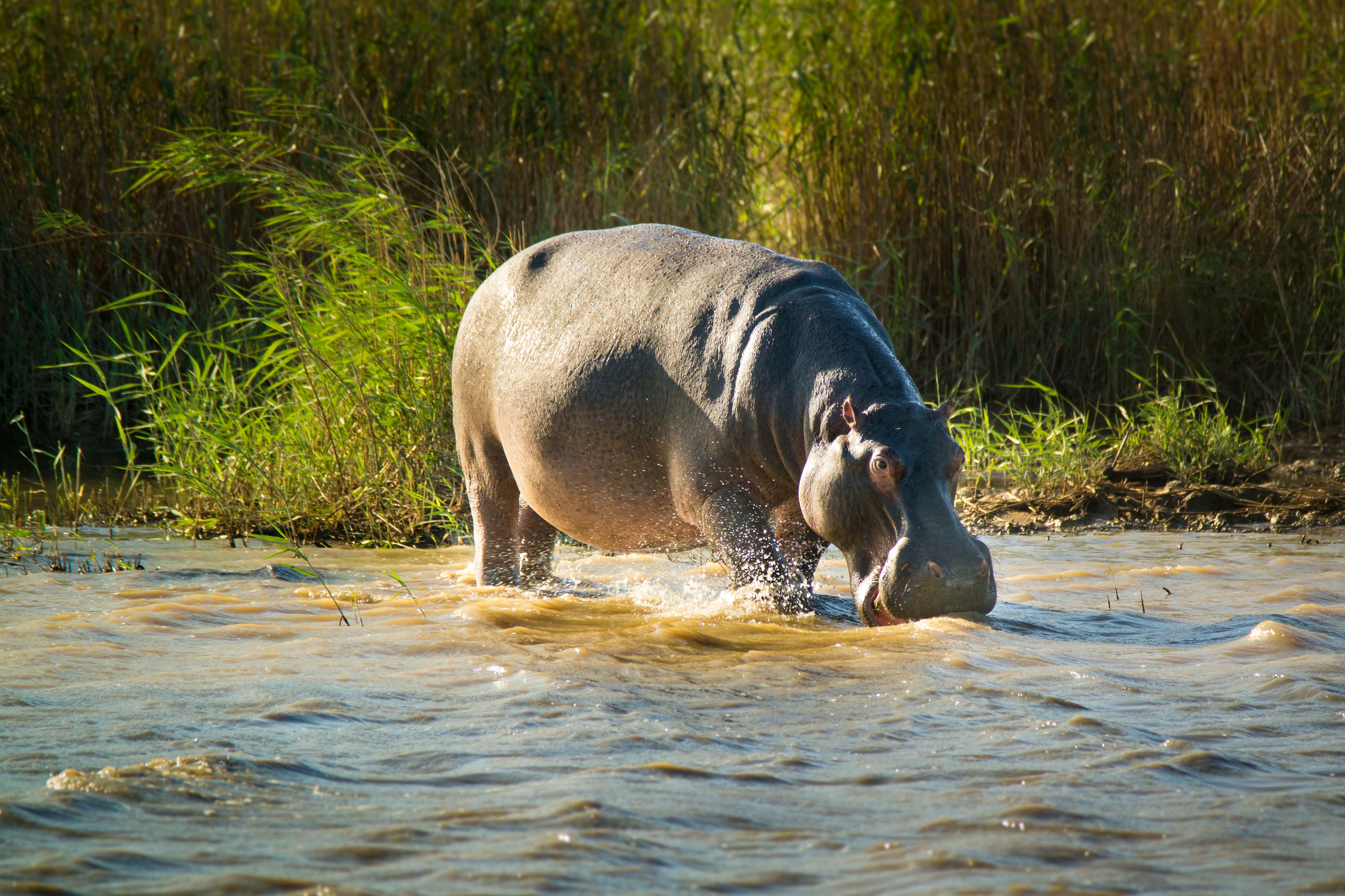 Nijlpaard - St. Lucia