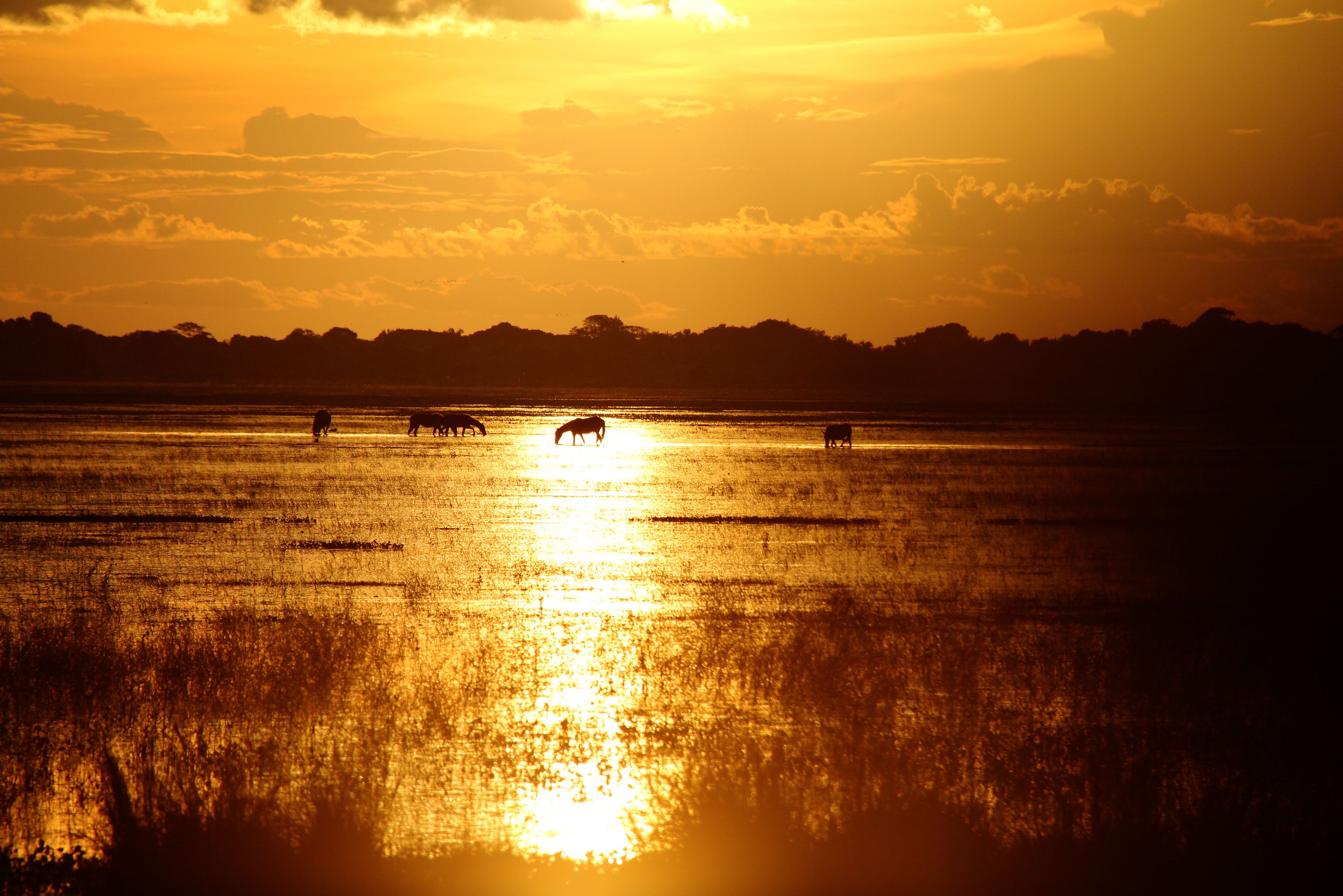 Colombia Los Llanos Zonsondergang