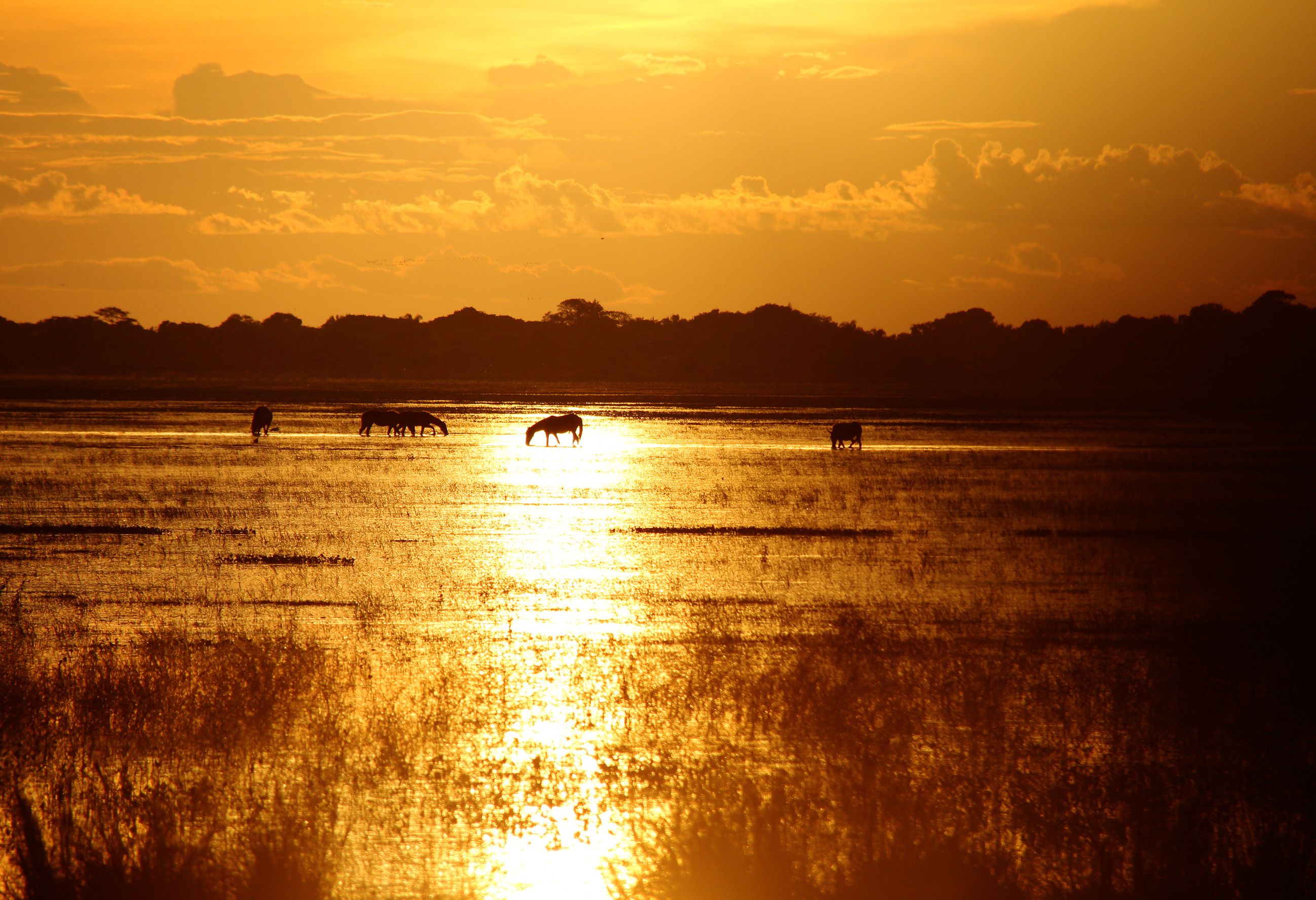 Zonsondergang in Los Llanos, Colombia