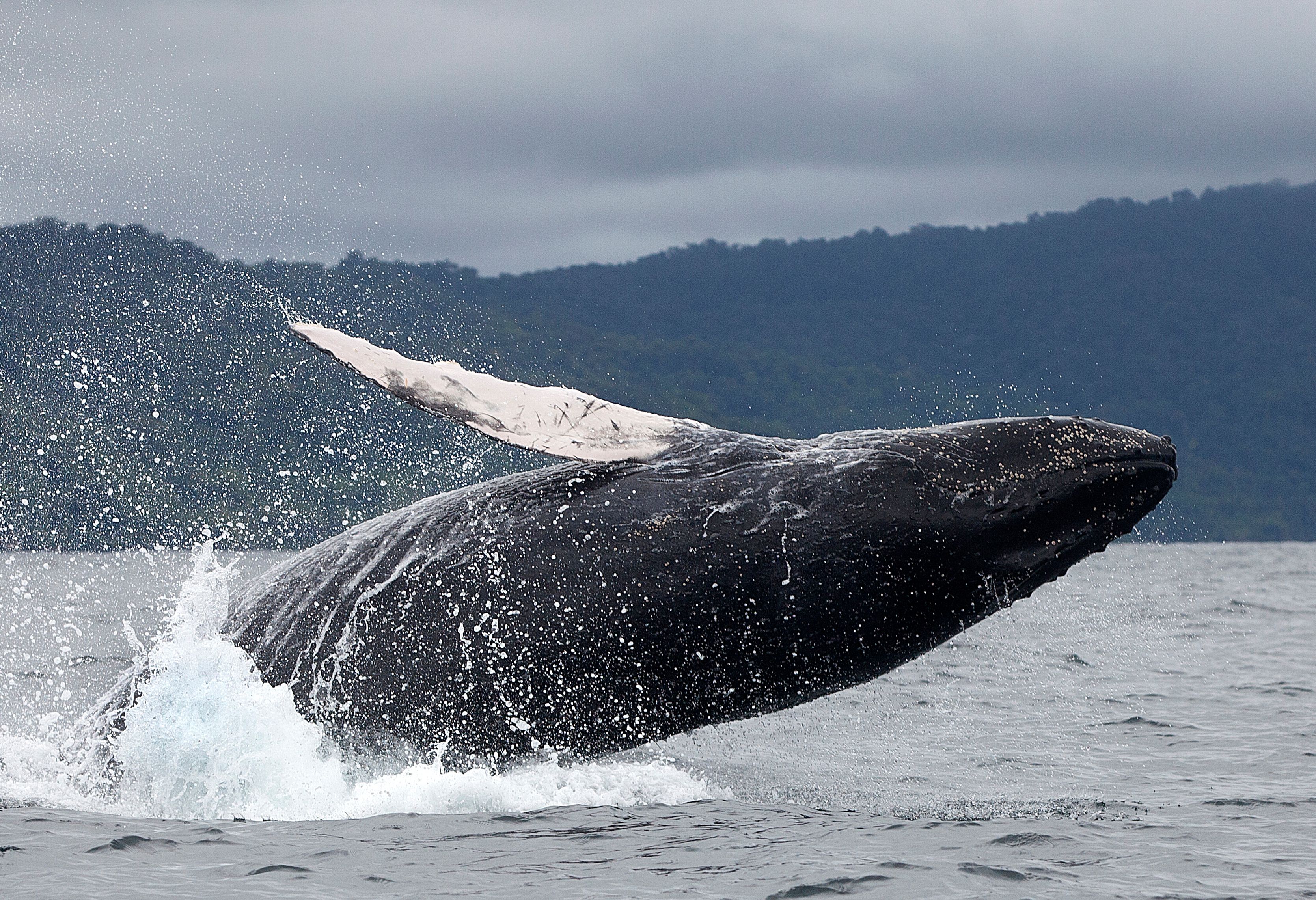 Walvis bij Nuqui in Colombia