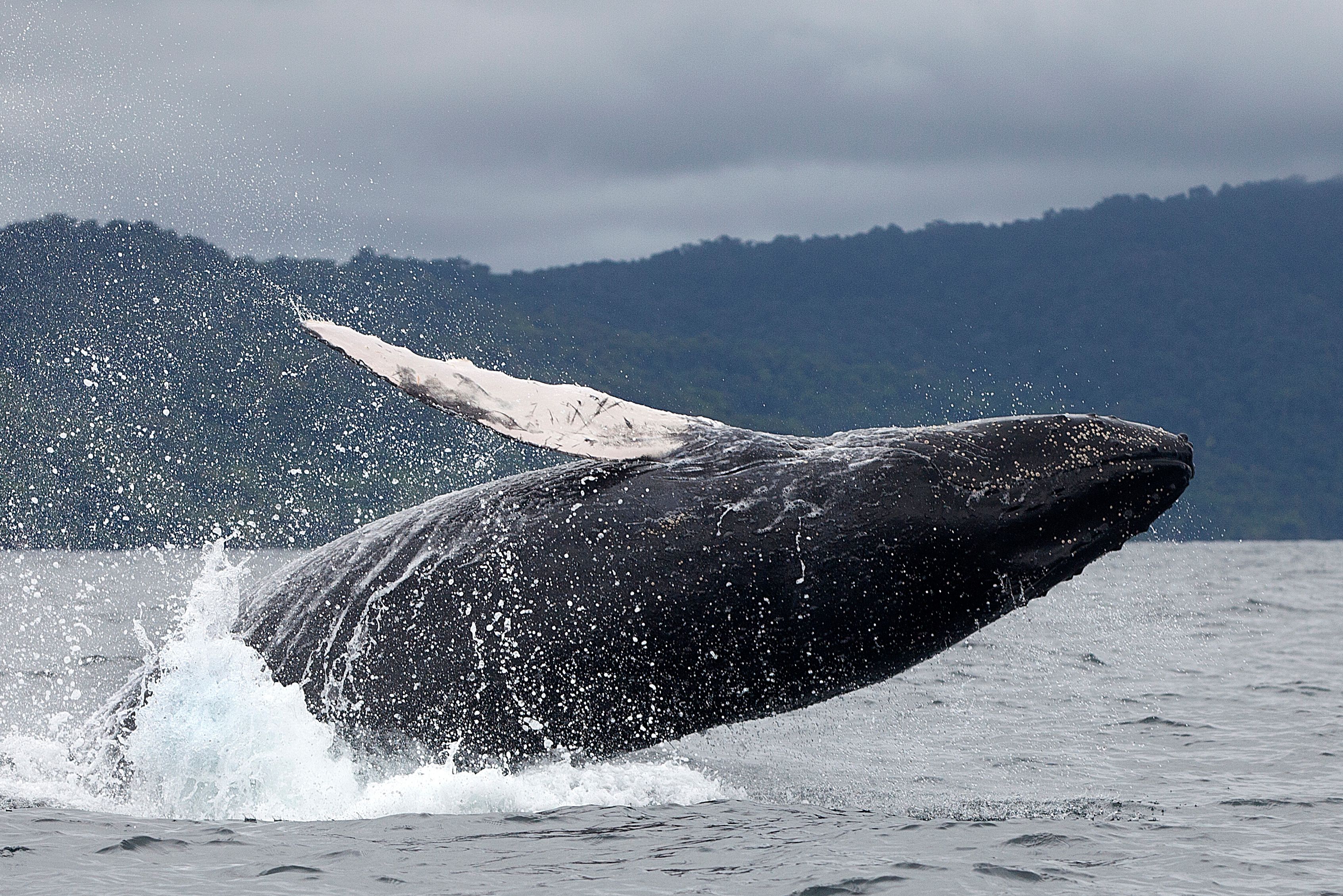 Walvis bij Nuqu aan de Pacific in Colombia