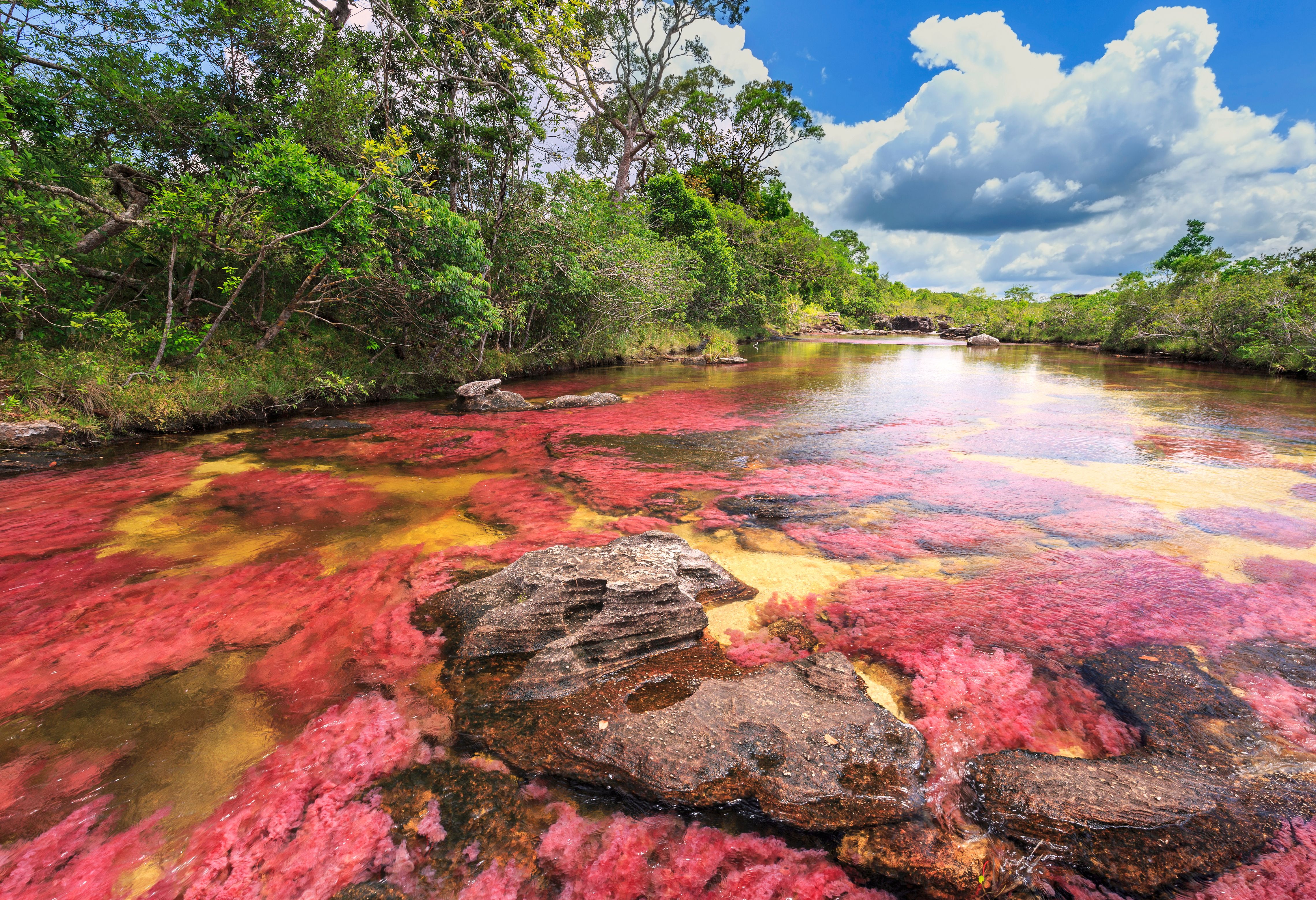 Cano Cristales bij La Macarena, Colombia