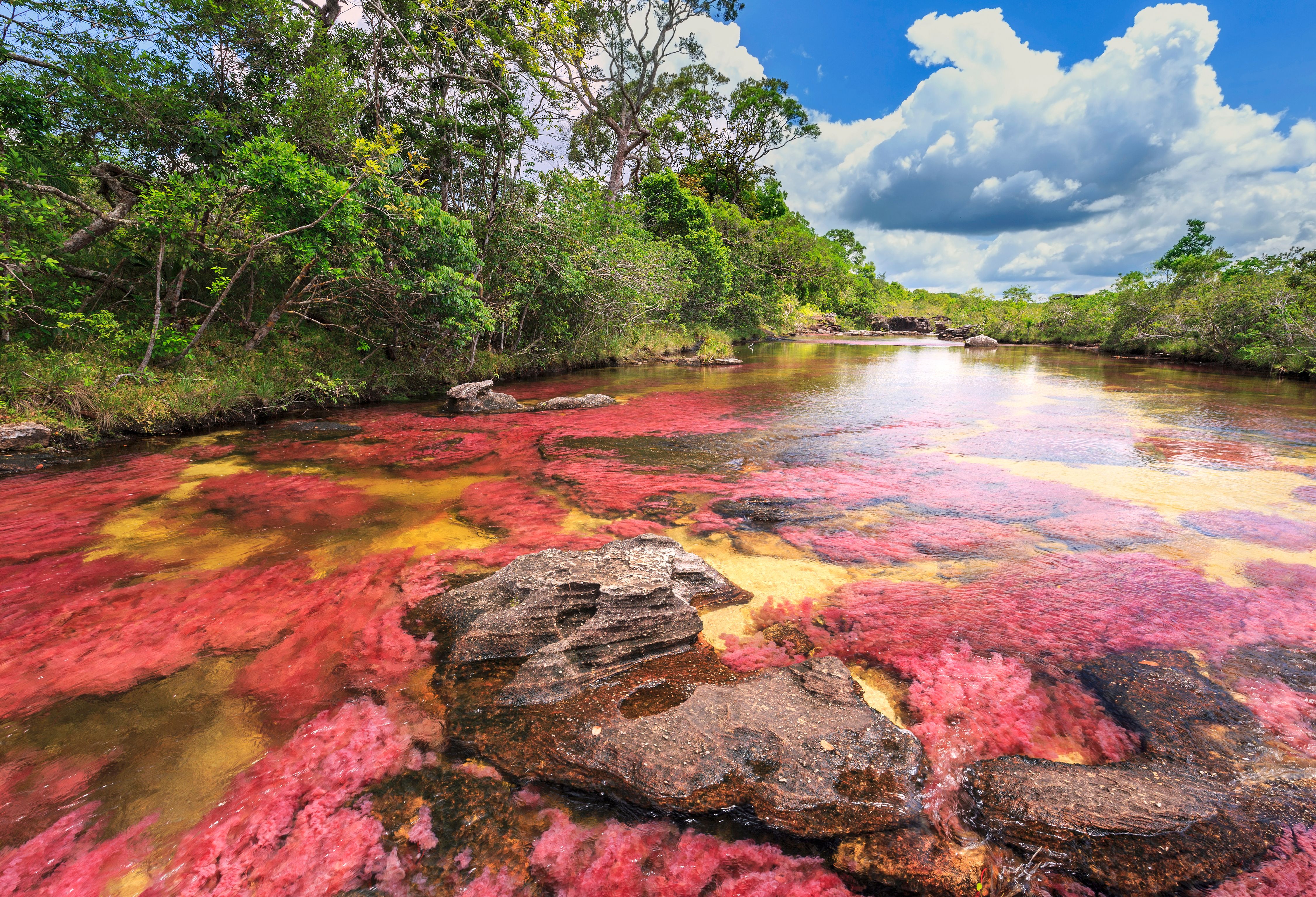 Cano Cristales in Colombia