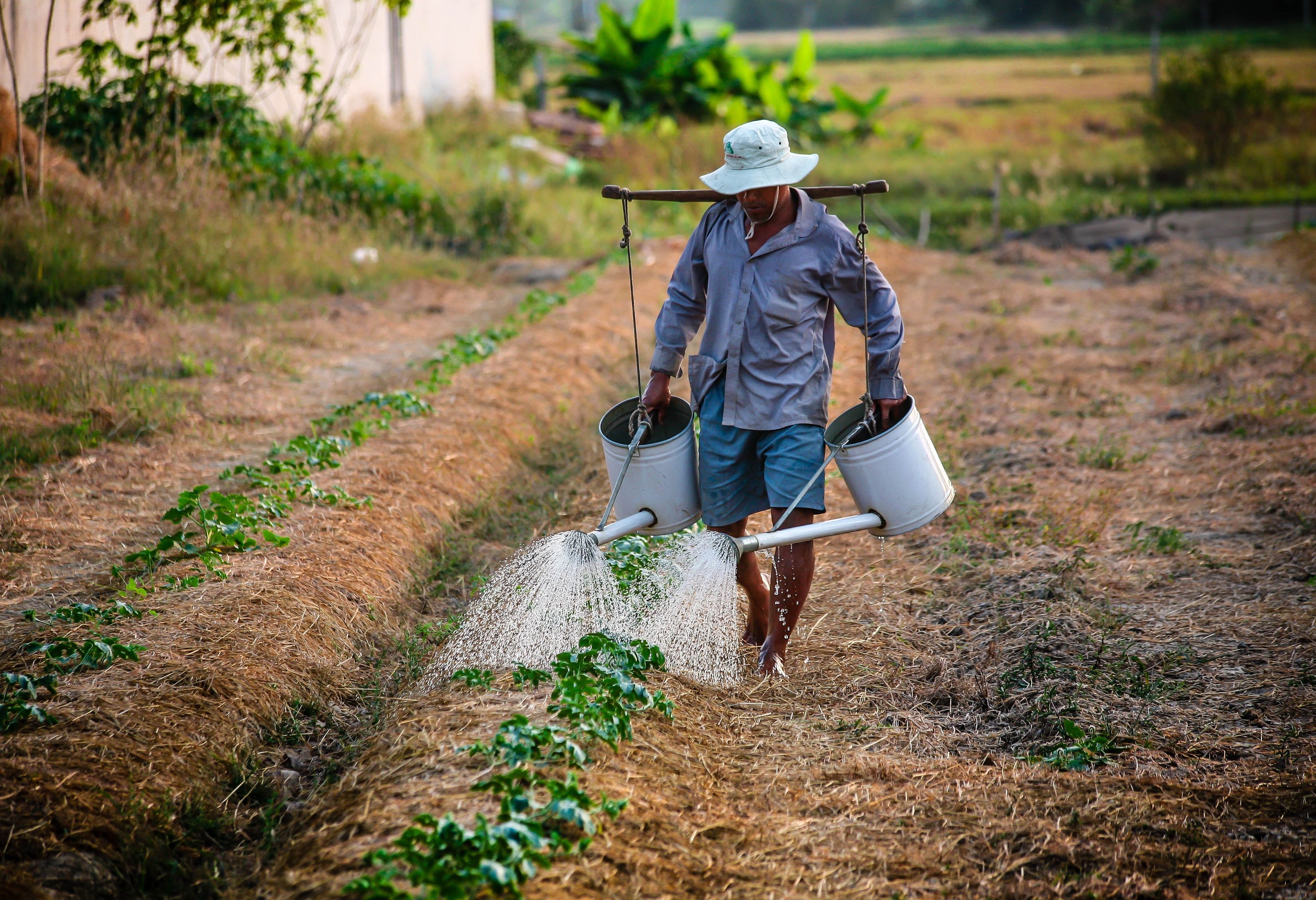 Landbouw en plantages in het oosten van Java in Indonesie