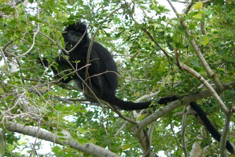 Aapje in het Bali Barat National Park op Bali in Indonesie