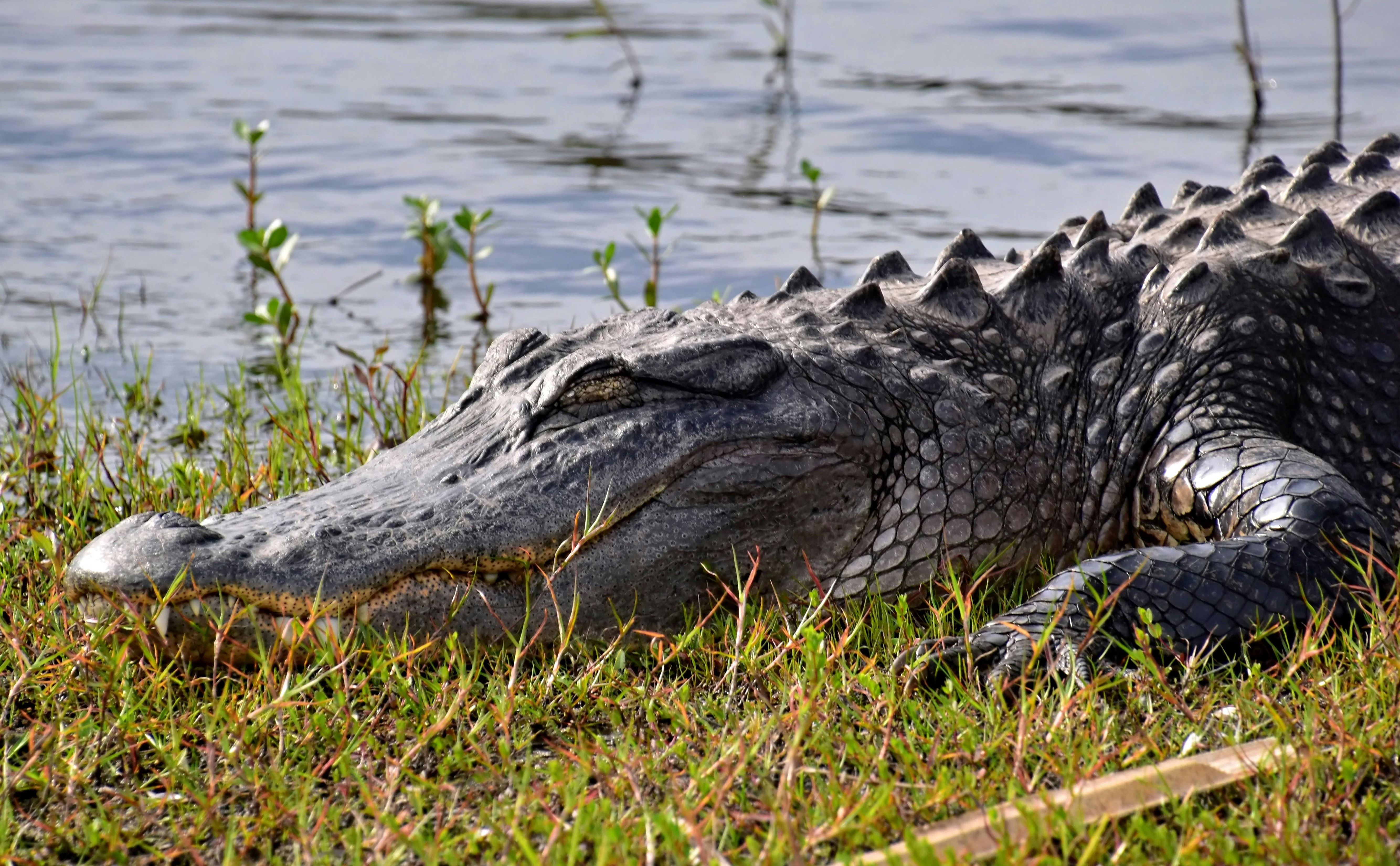 Miami uitstapje naar de Everglades