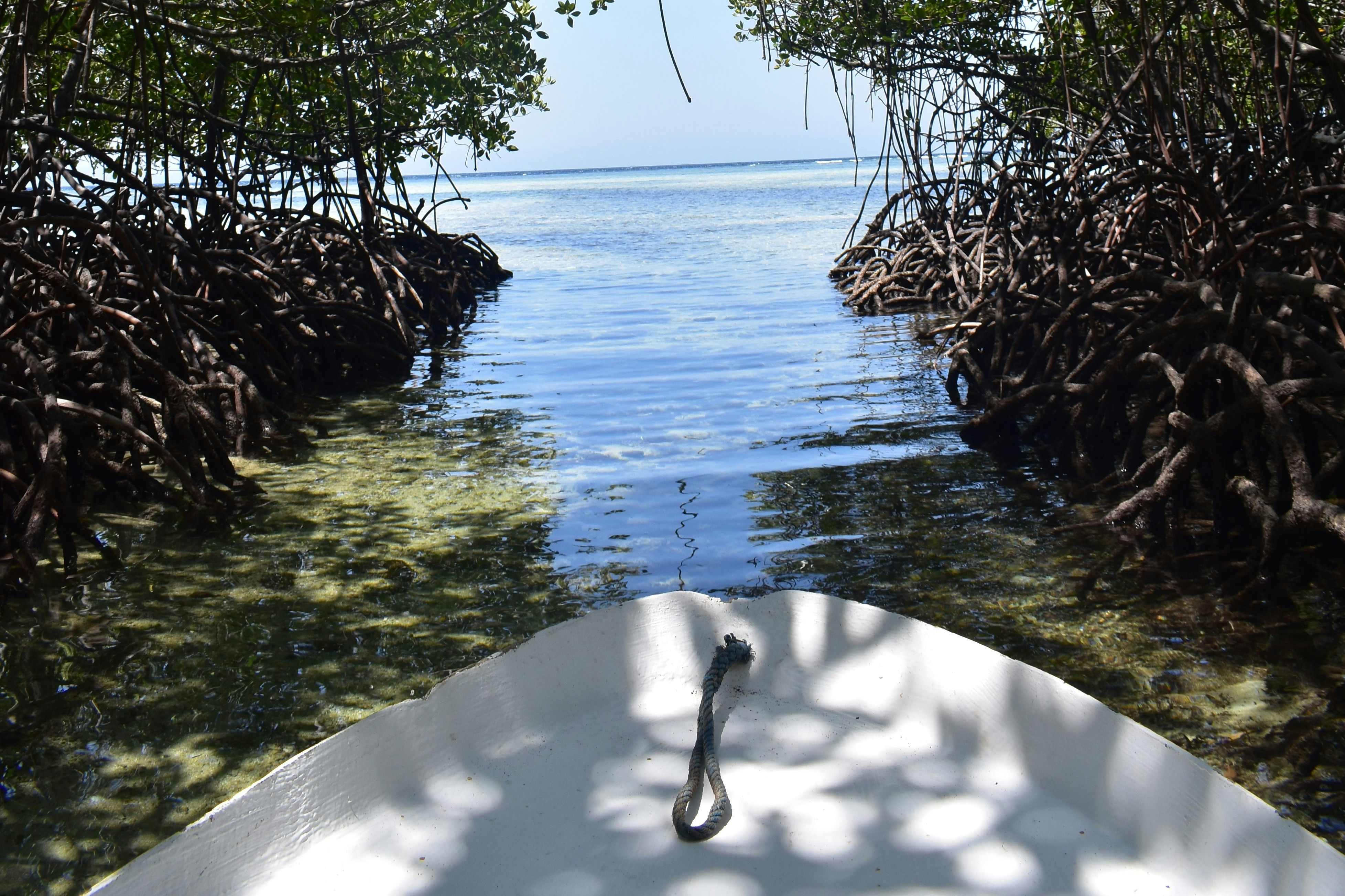 mangroves van Cartagena, Colombia