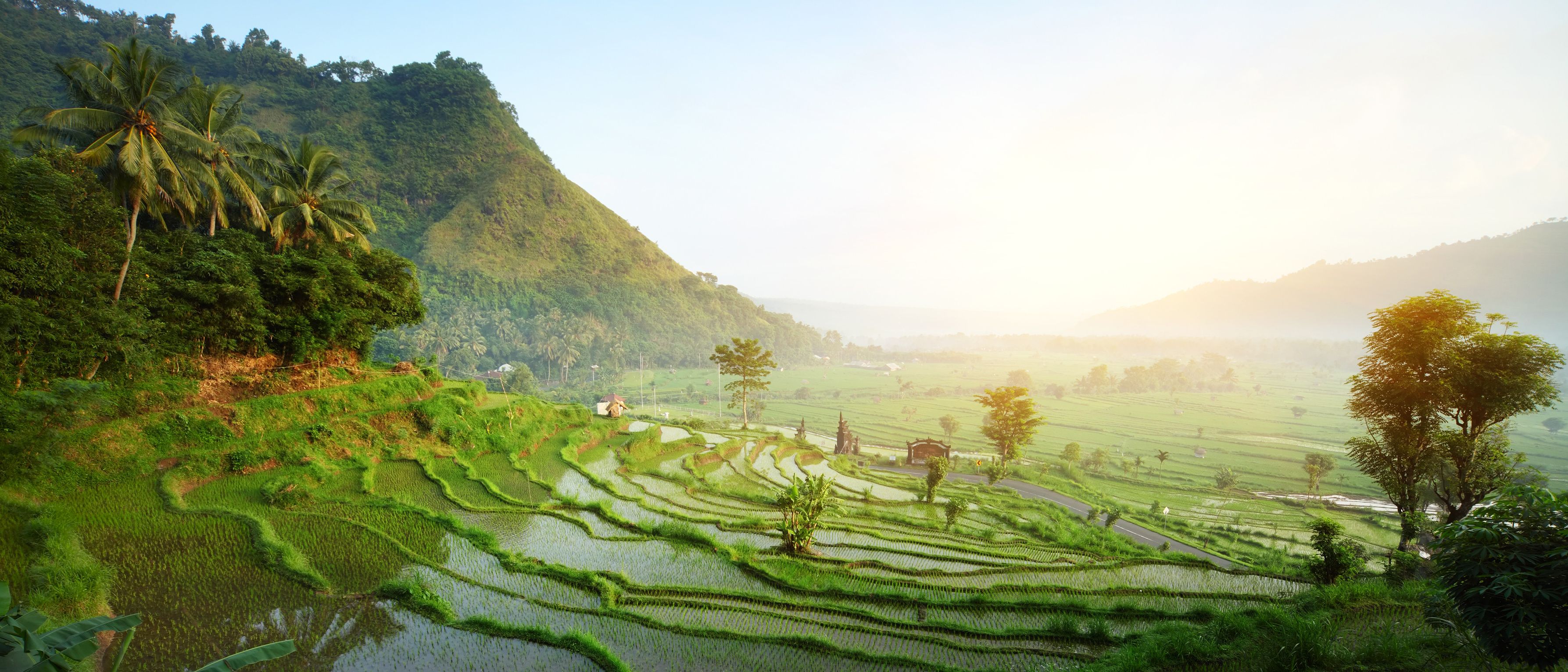 rijstvelden op bali