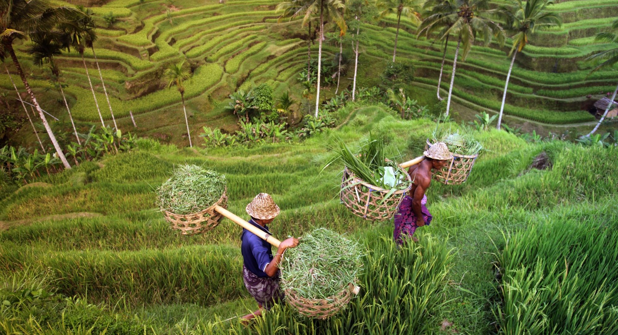 rijstvelden op bali