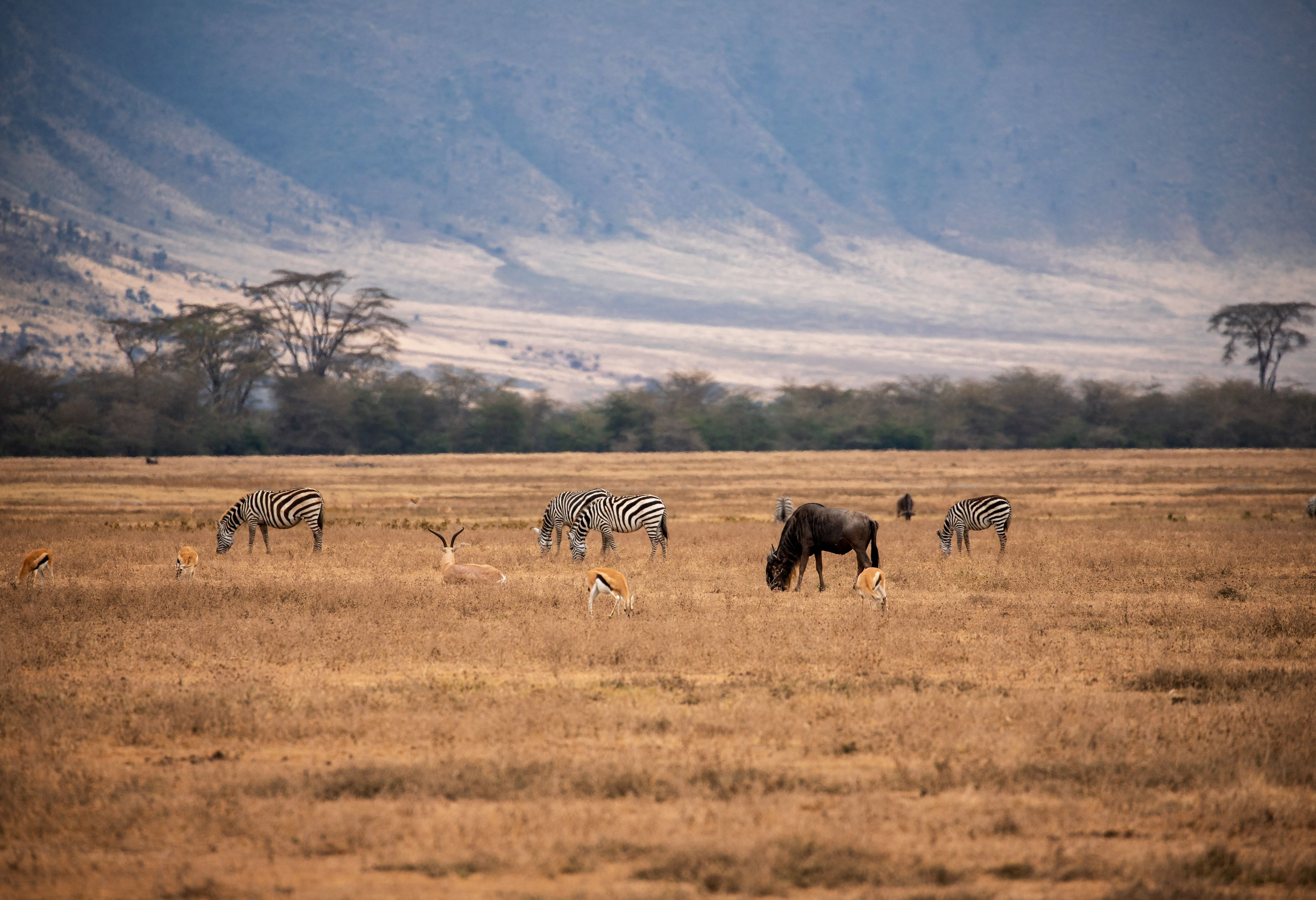 Game drive in de Ngorongoro krater in Tanzania
