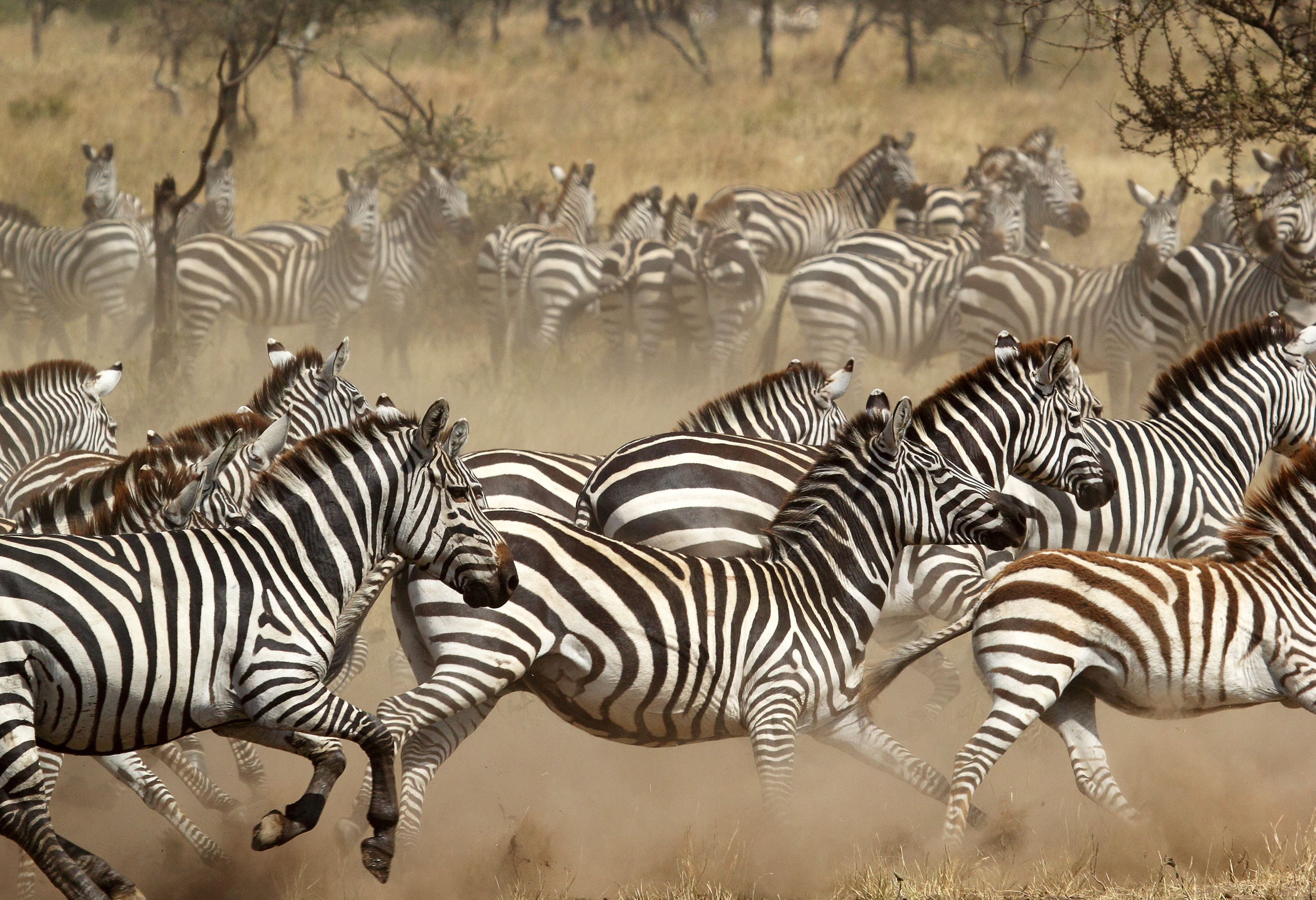 Grote kudde zebra's in de Serengeti in Tanzania