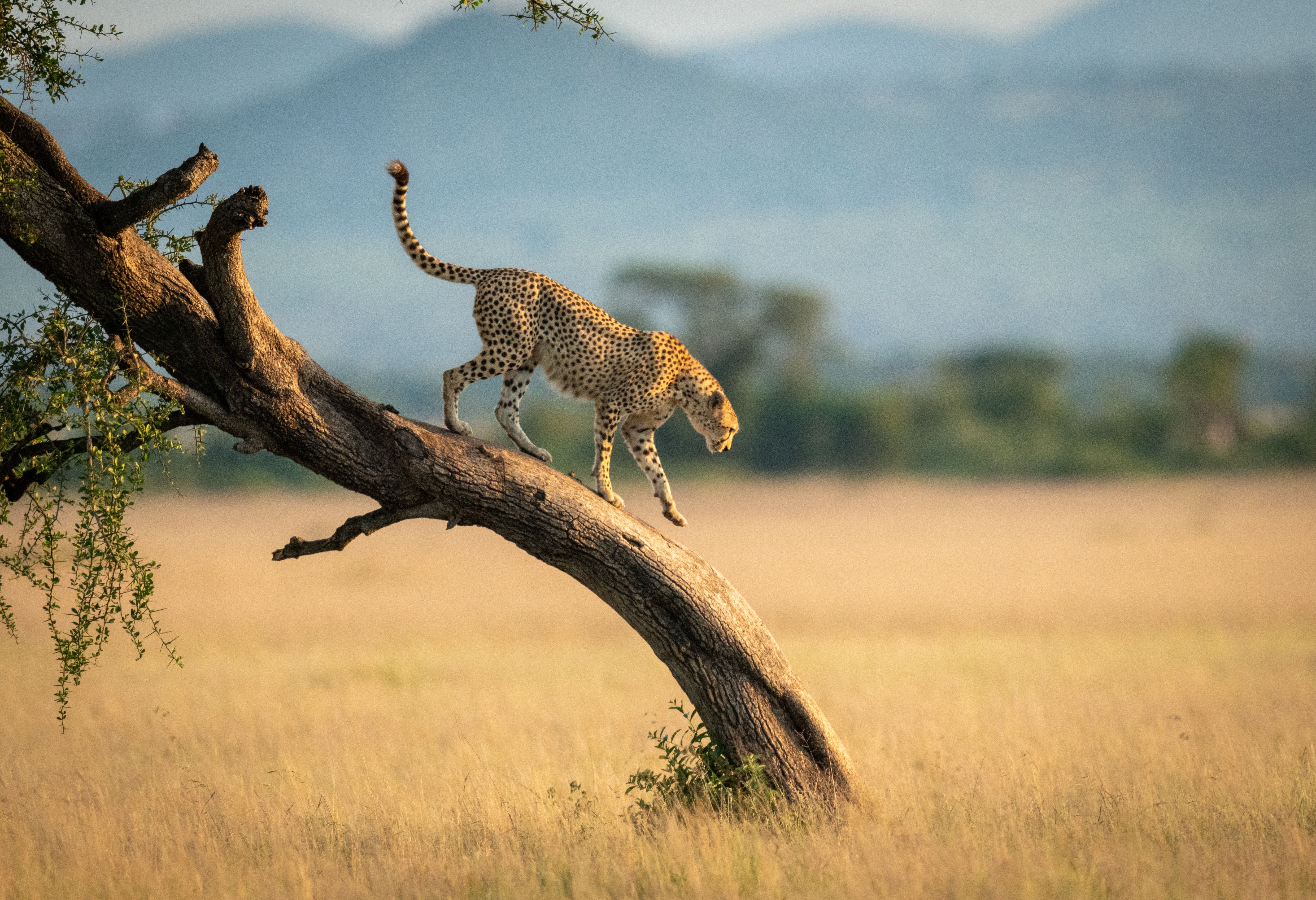 Jachtluipaard in de prachtige Serengeti in Tanzania