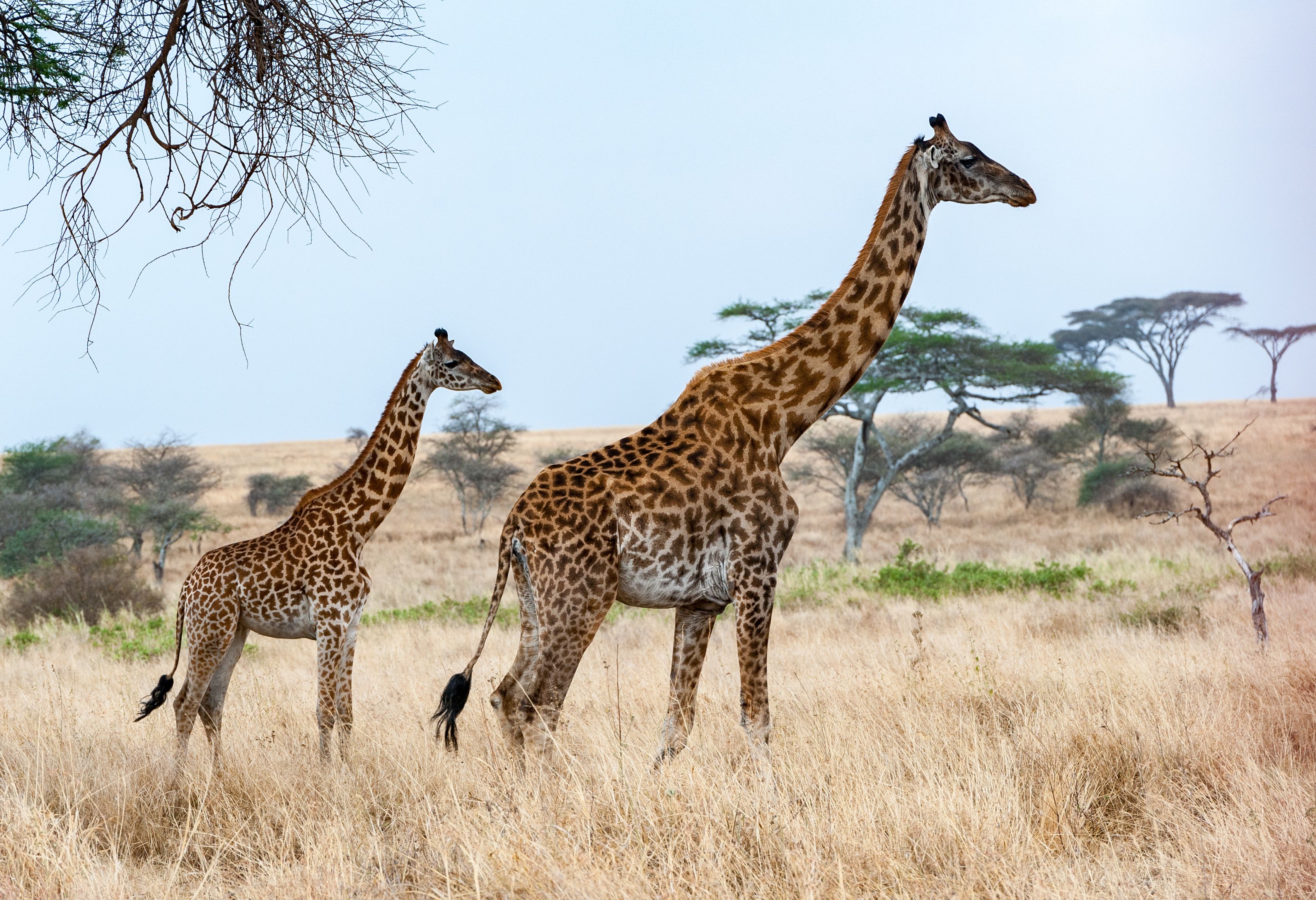 Giraffen in de Serengeti in Tanzania