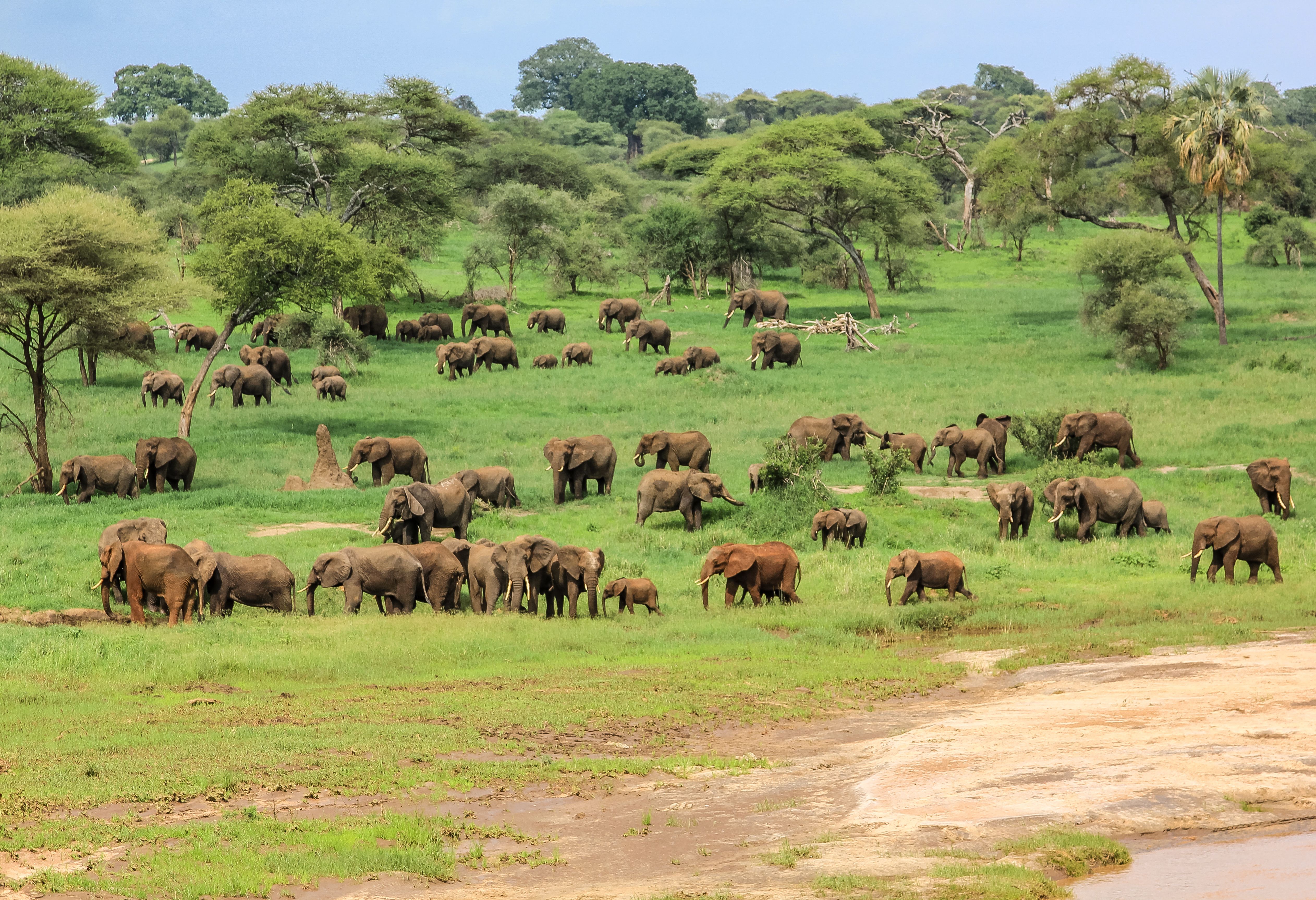 Olifanten in het Tarangire National Park in Tanzania