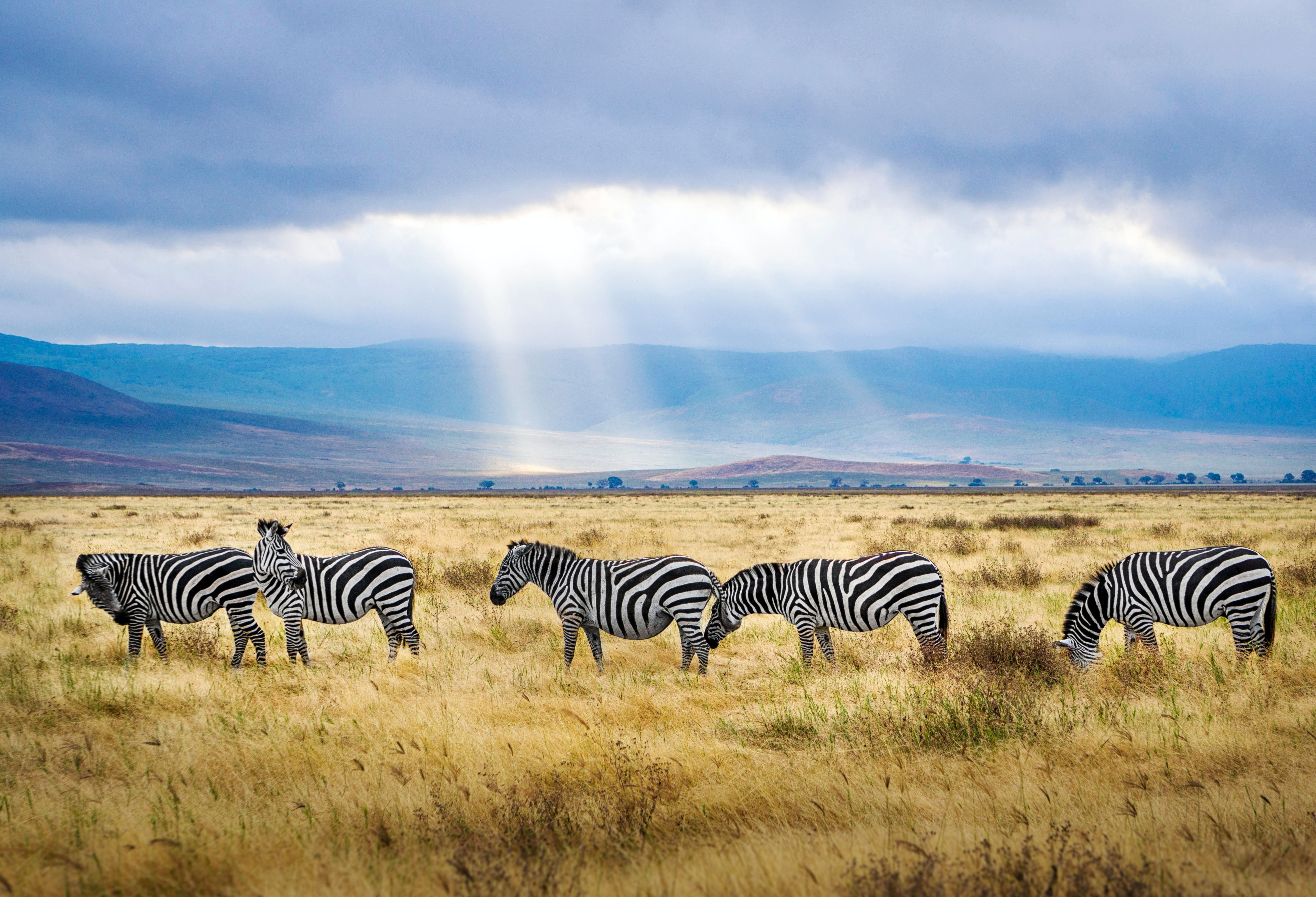 Zebra's in de Ngorongoro krater in Tanzania