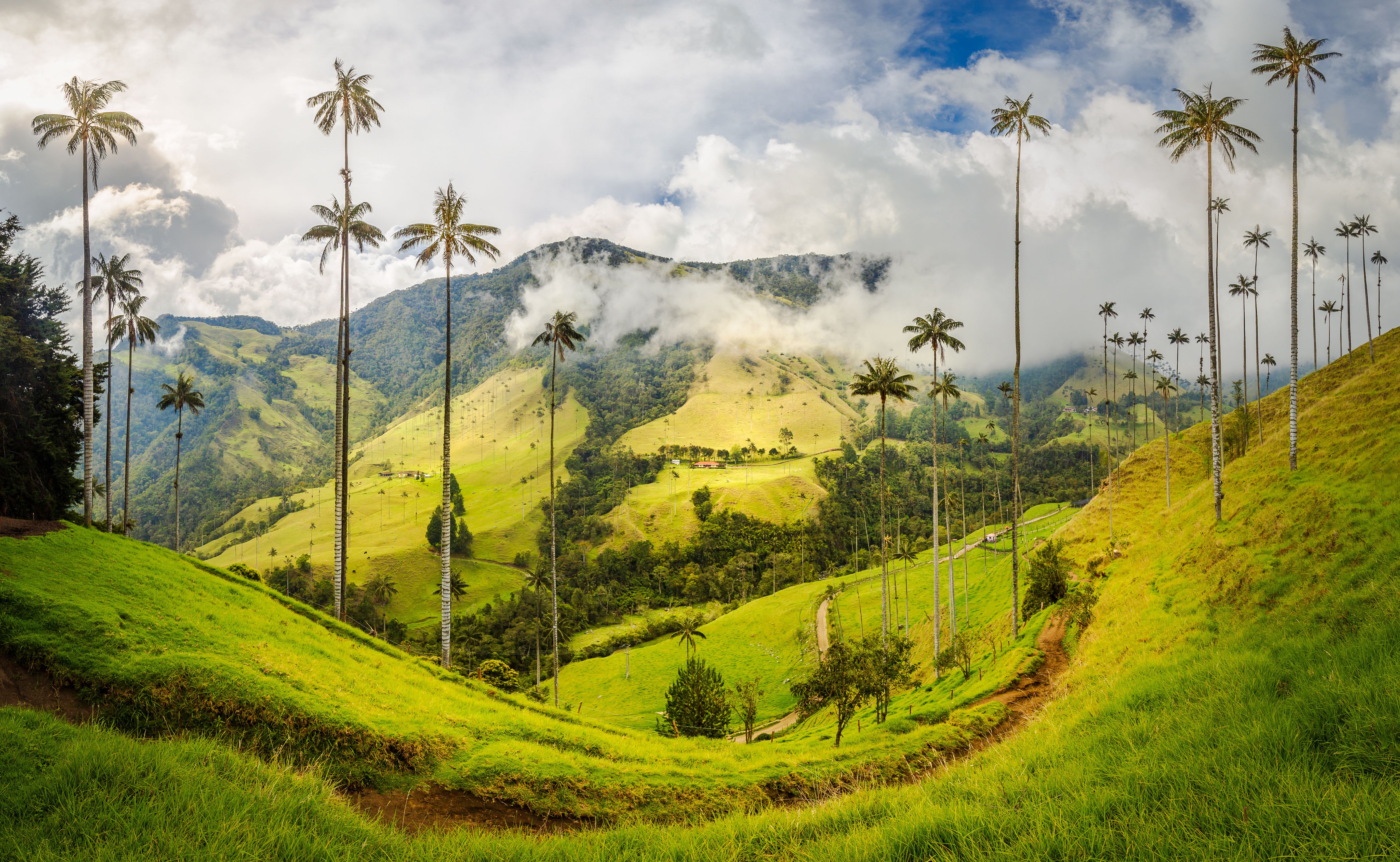 Cocora Vallei Salento Colombia