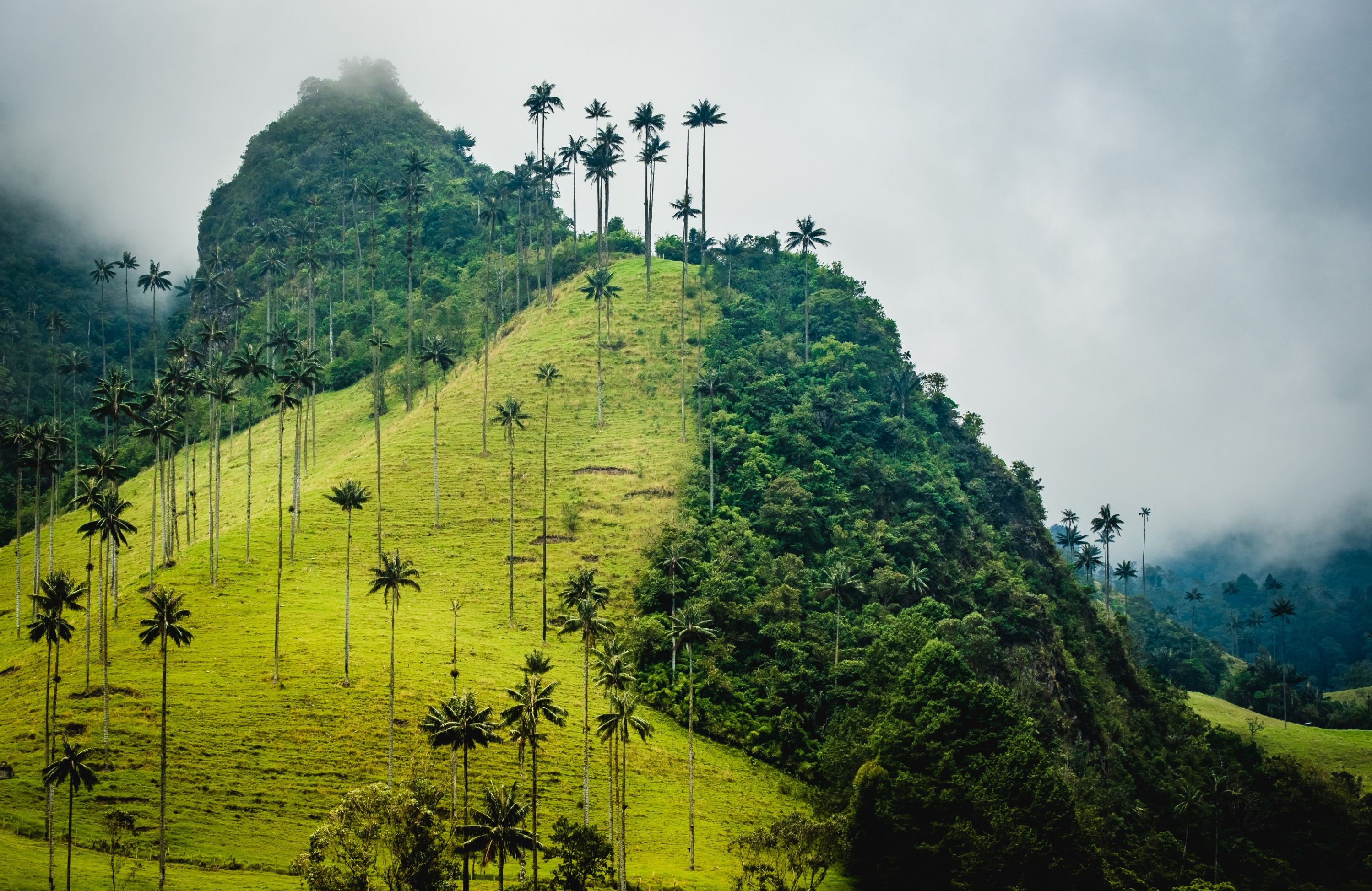 Cocora Vallei Colombia