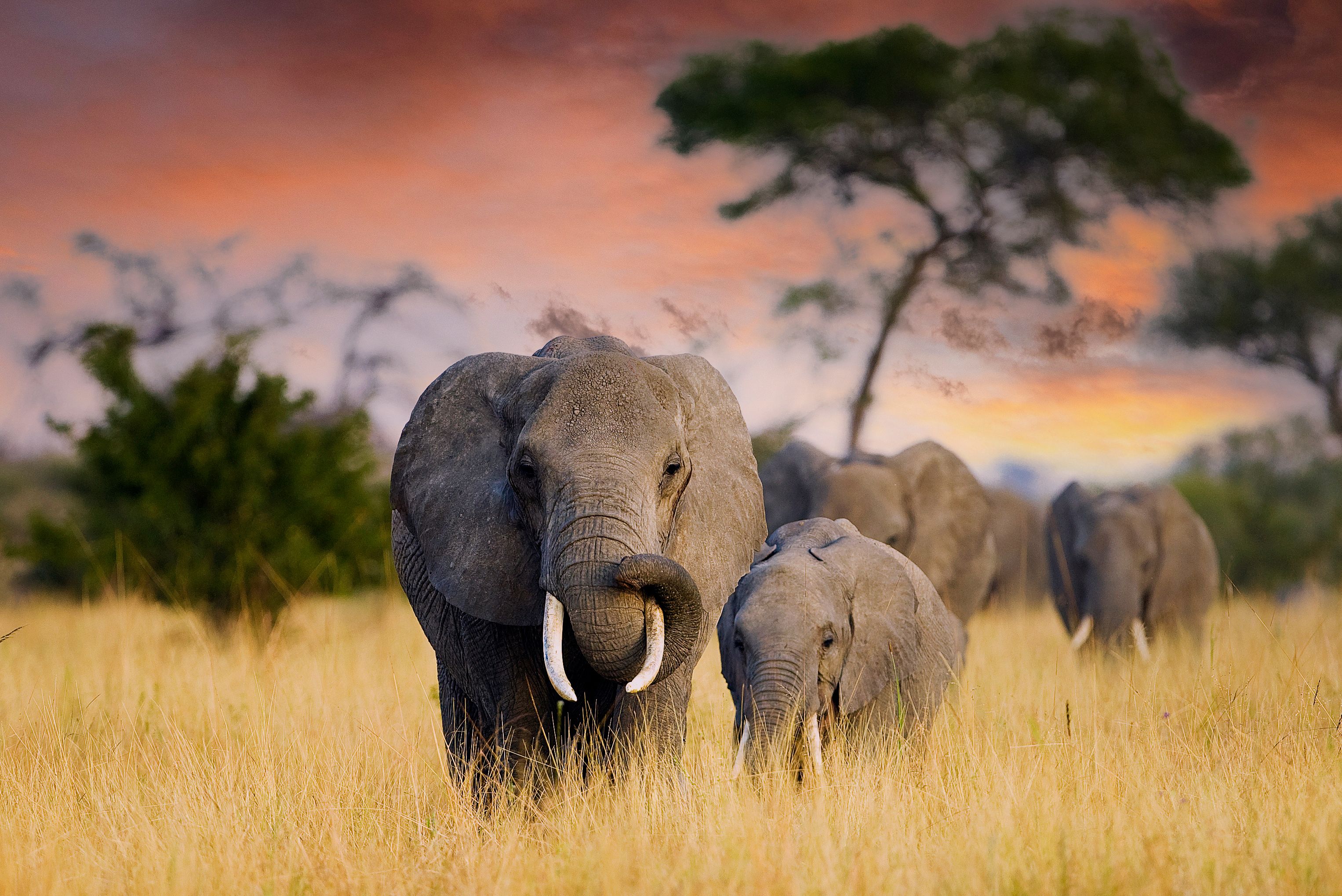 Olifanten in het Tarangire National Park in Tanzania