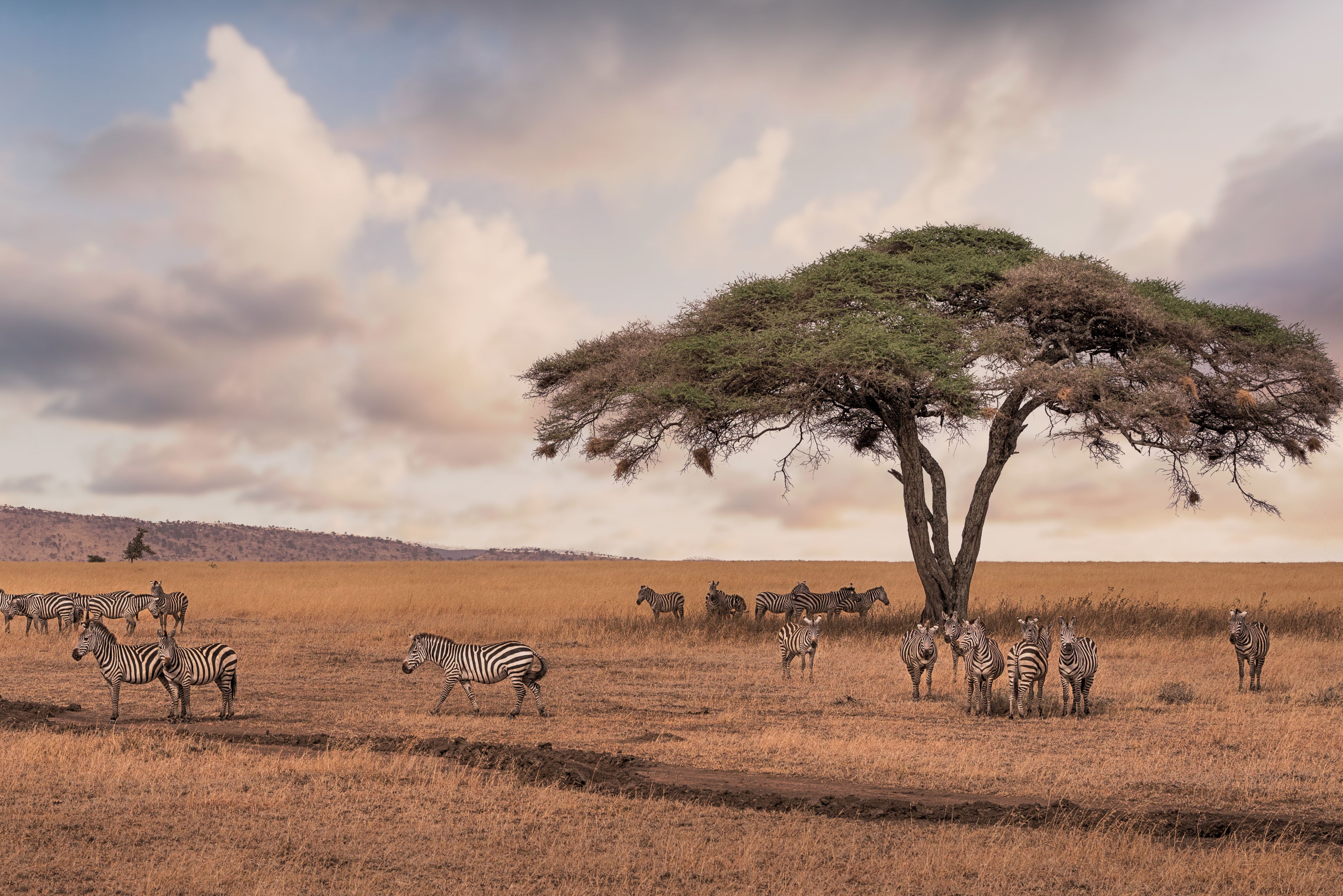 Zebra's in de Serengeti in Tanzania