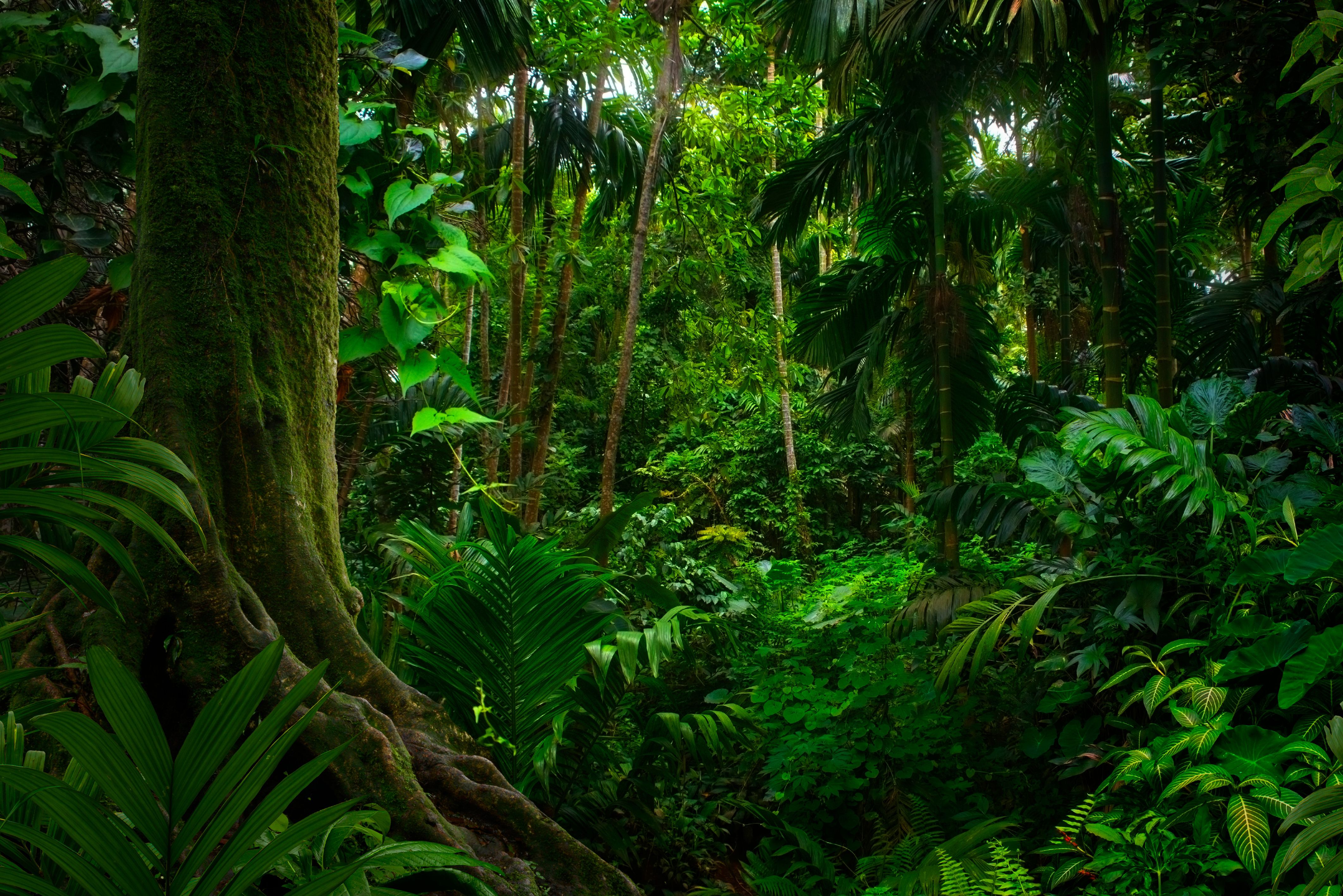Avondwandeling door de jungle van Taman Negara