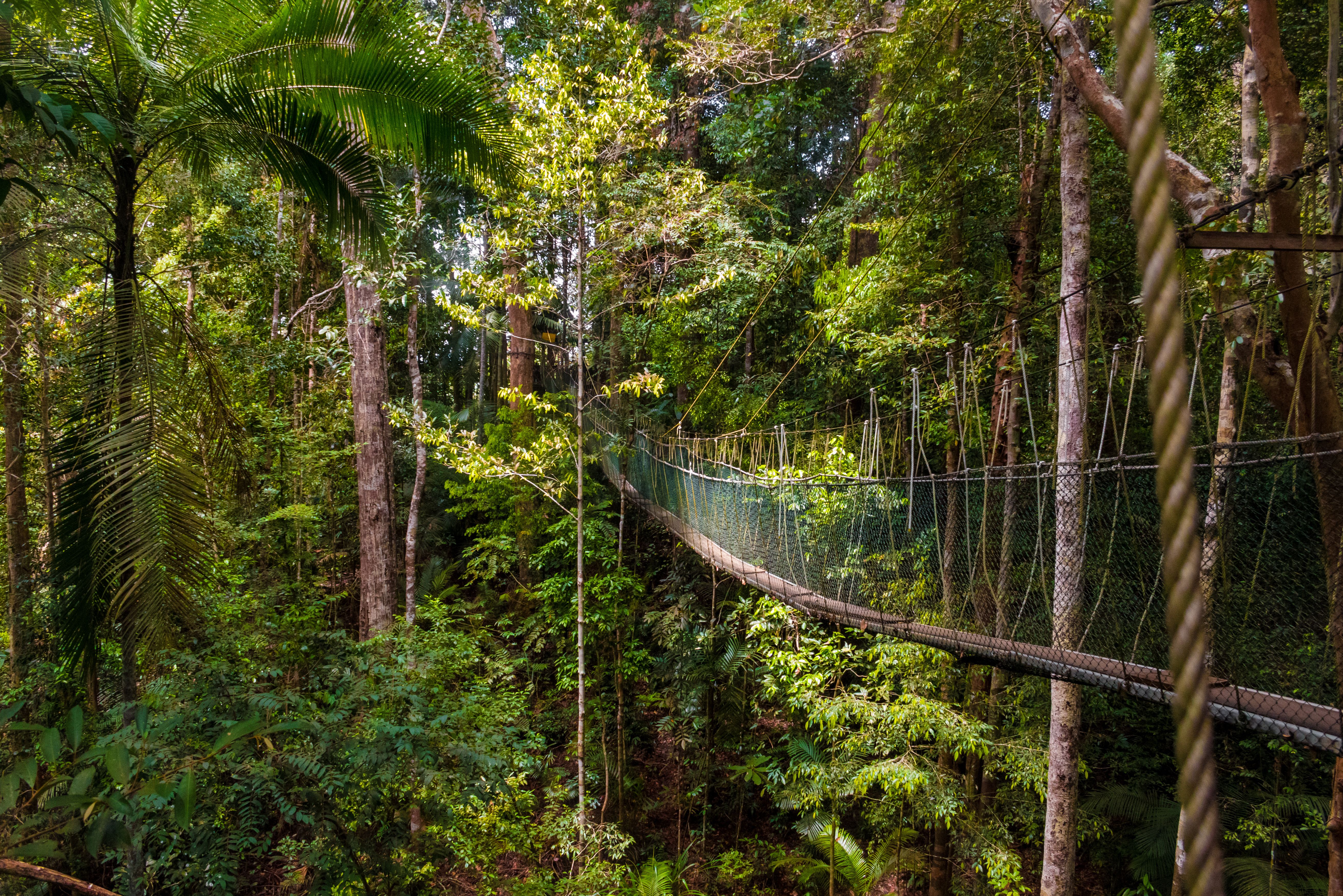 Canopy walkway van Taman Negara