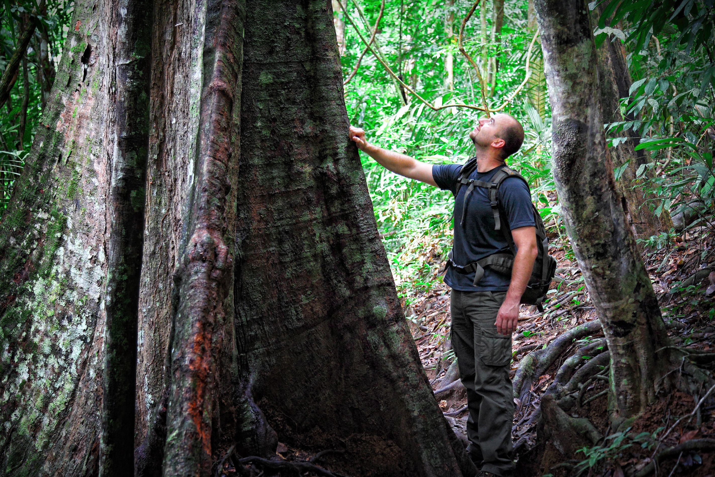Woudreus in Taman Negara