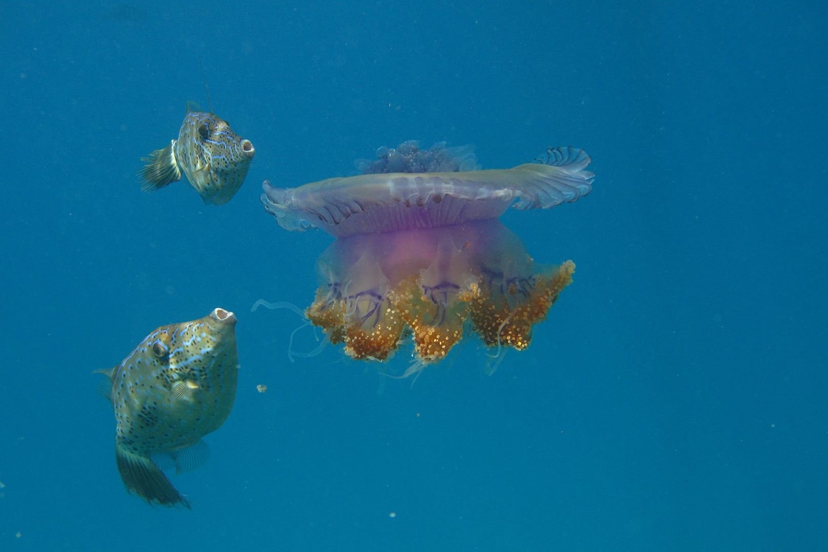 Malediven Fihalhohi Island Resort Duiken