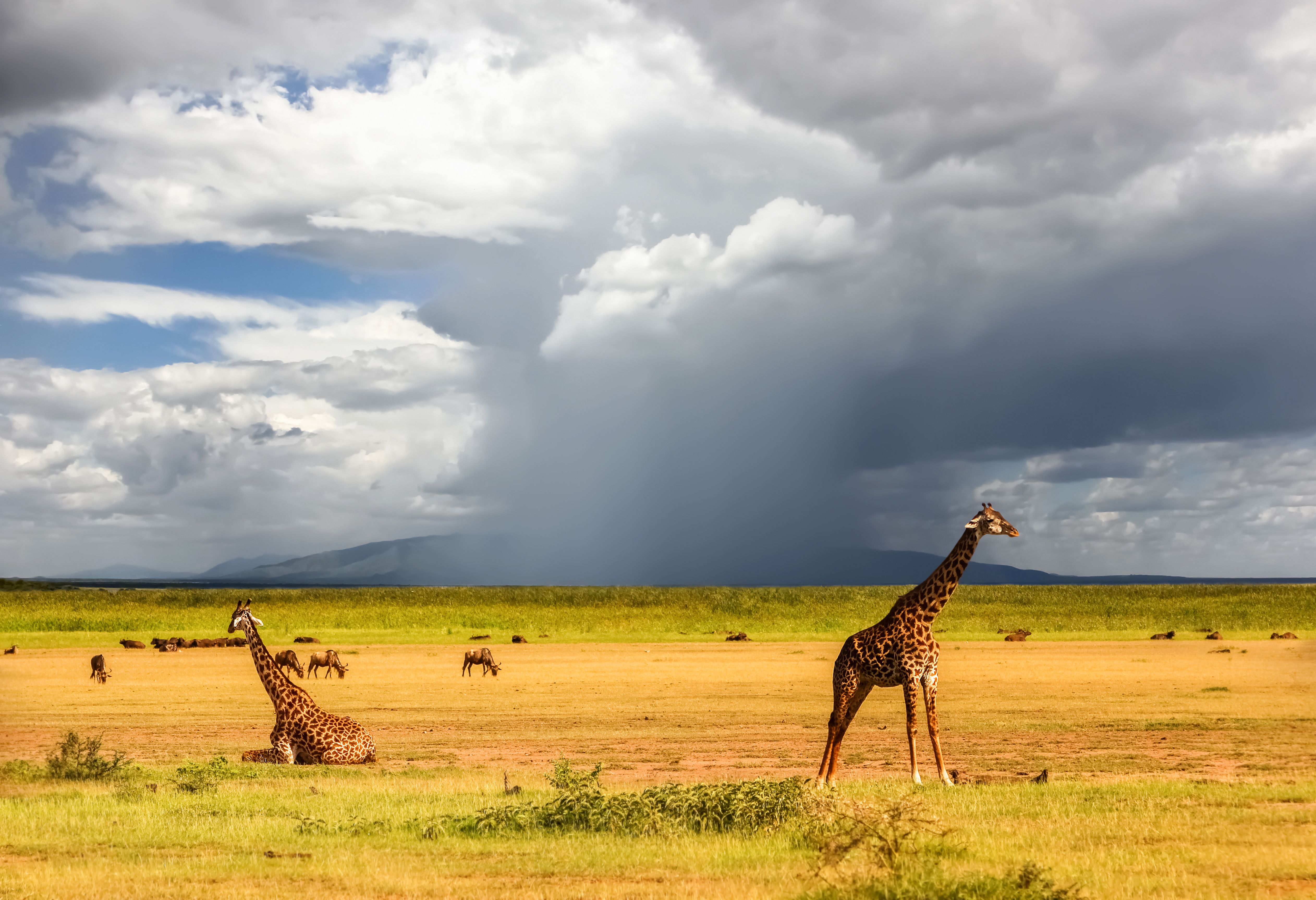 Giraffen in het Lake Manyara National Park in Tanzania