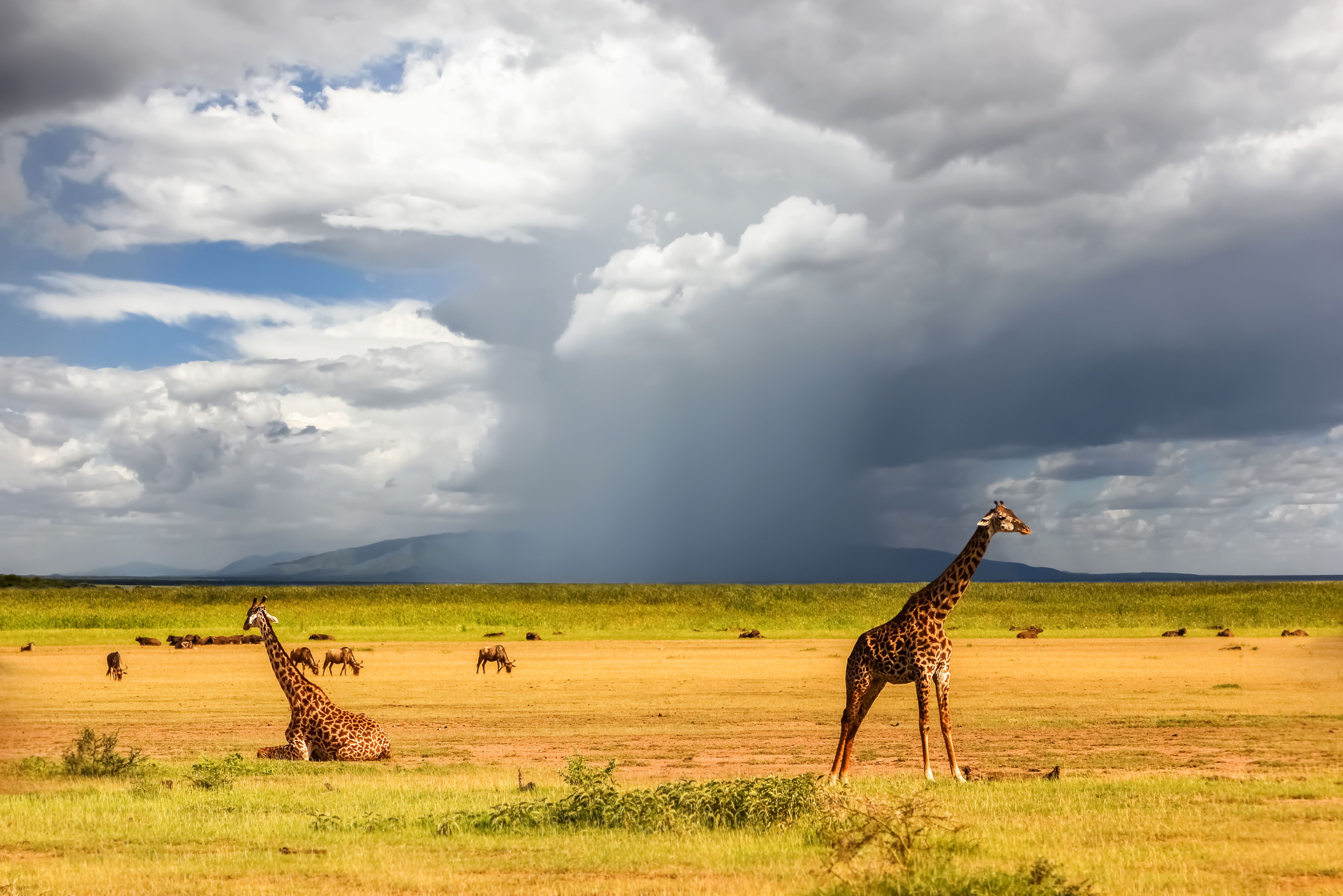 Giraffen in Lake Manyara National Park in Tanzania