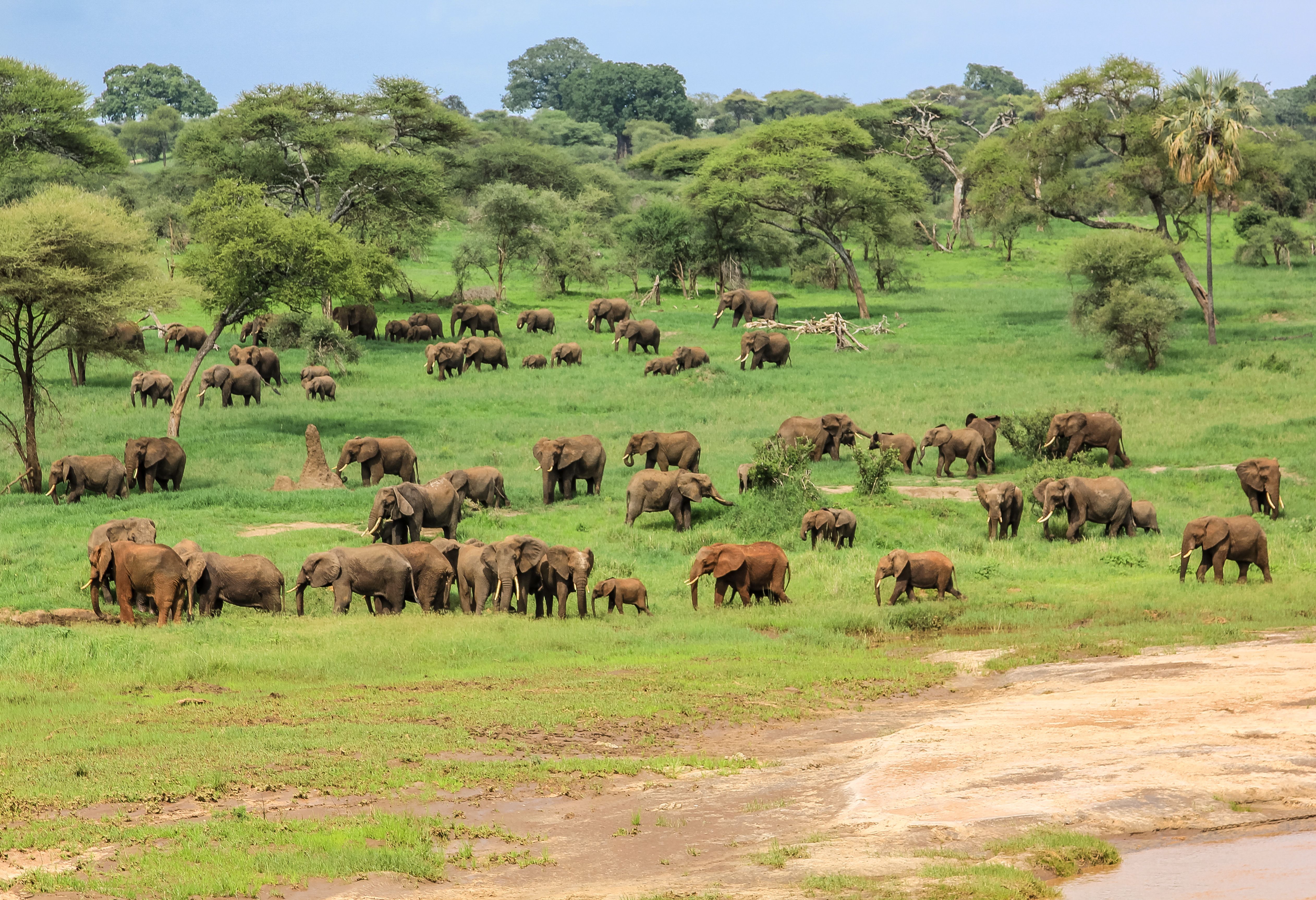 Olifanten in het Tarangire National Park in Tanzania