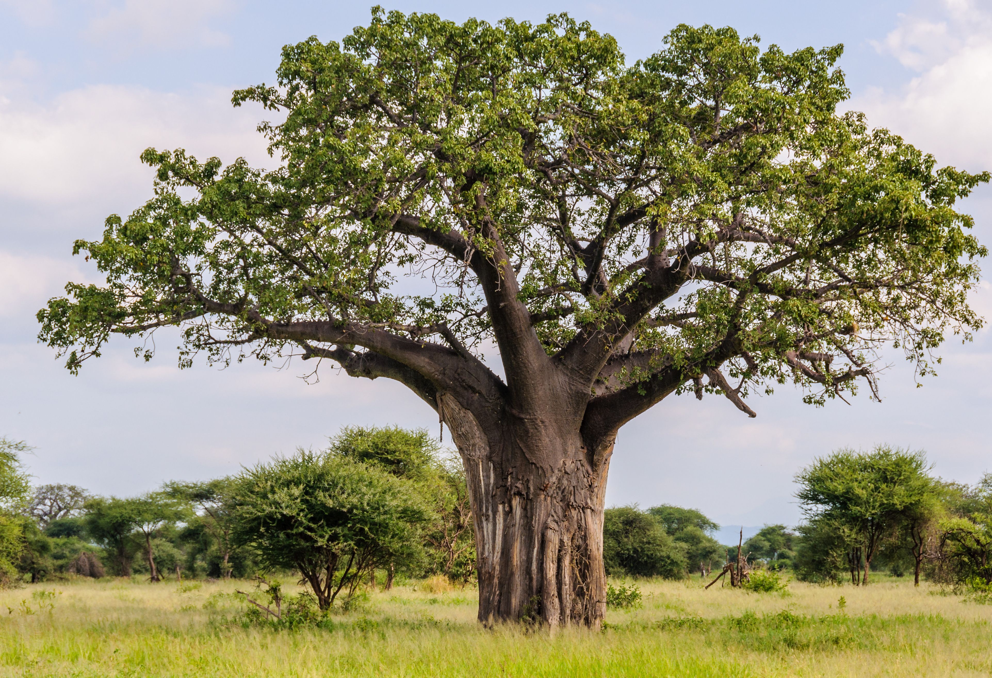 Grote baobabboom in het Tarangire National Park in Tanzania