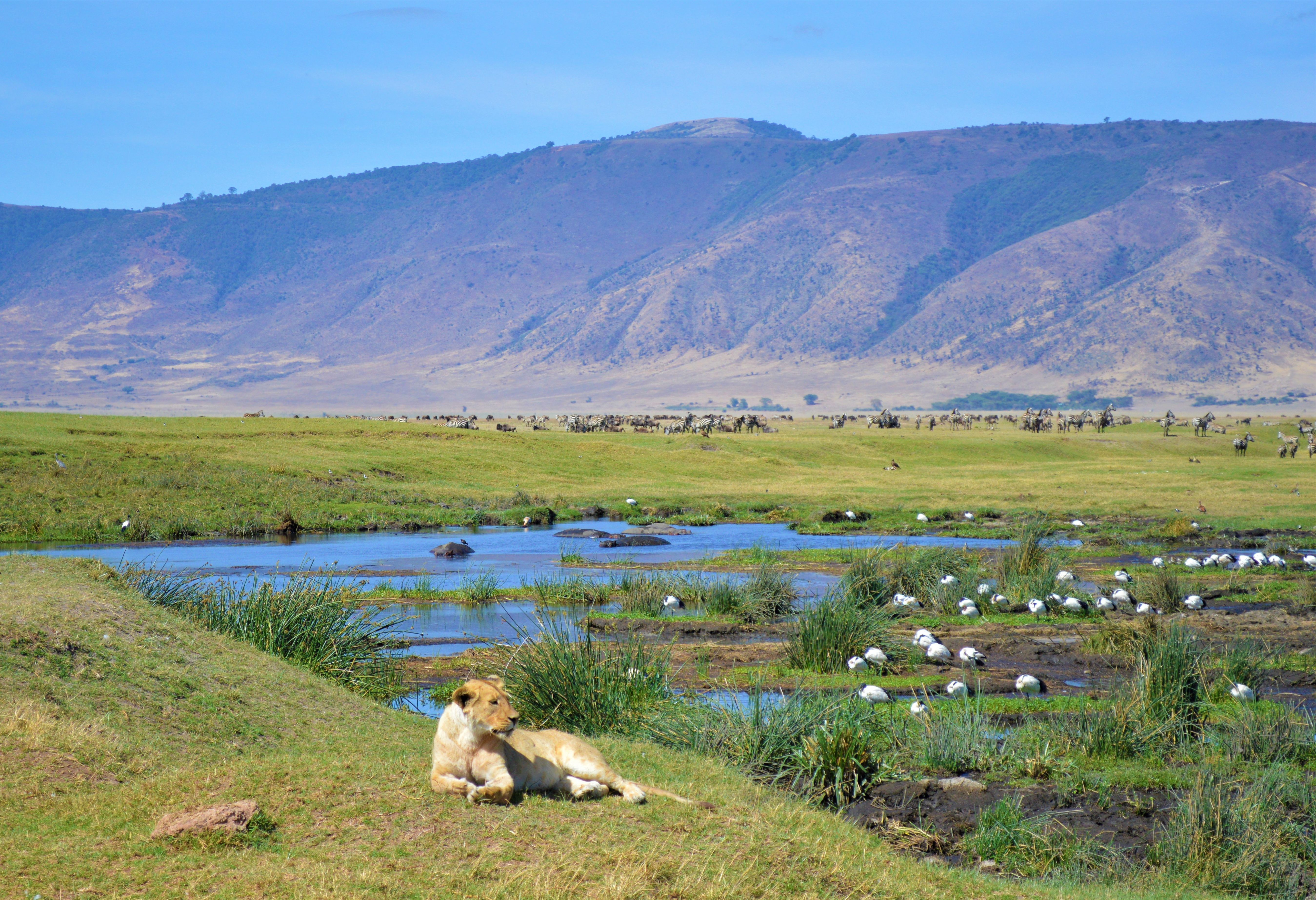 Leeuwin in de Ngorongoro krater in Tanzania