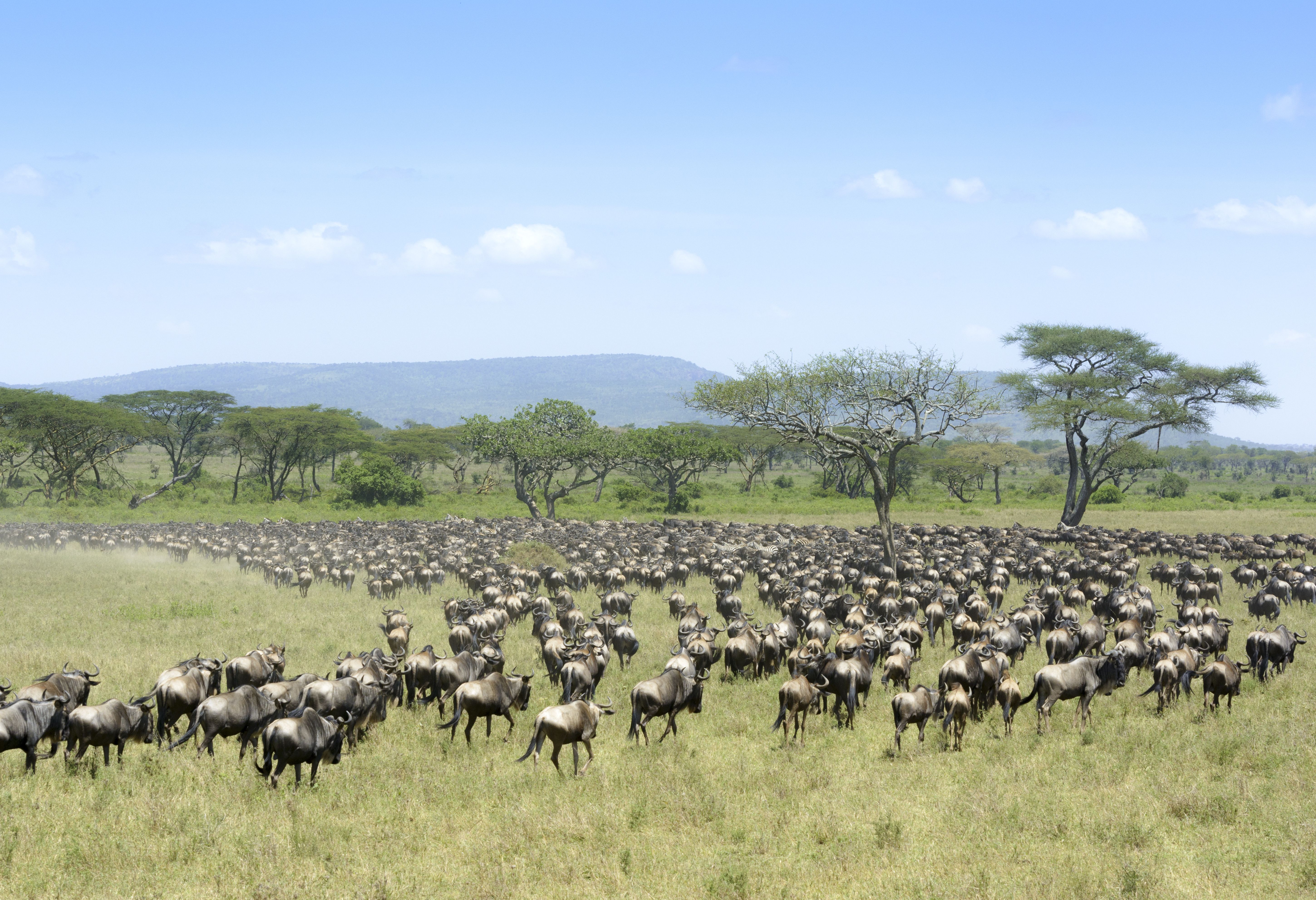 Grote Trek in de Serengeti in Tanzania