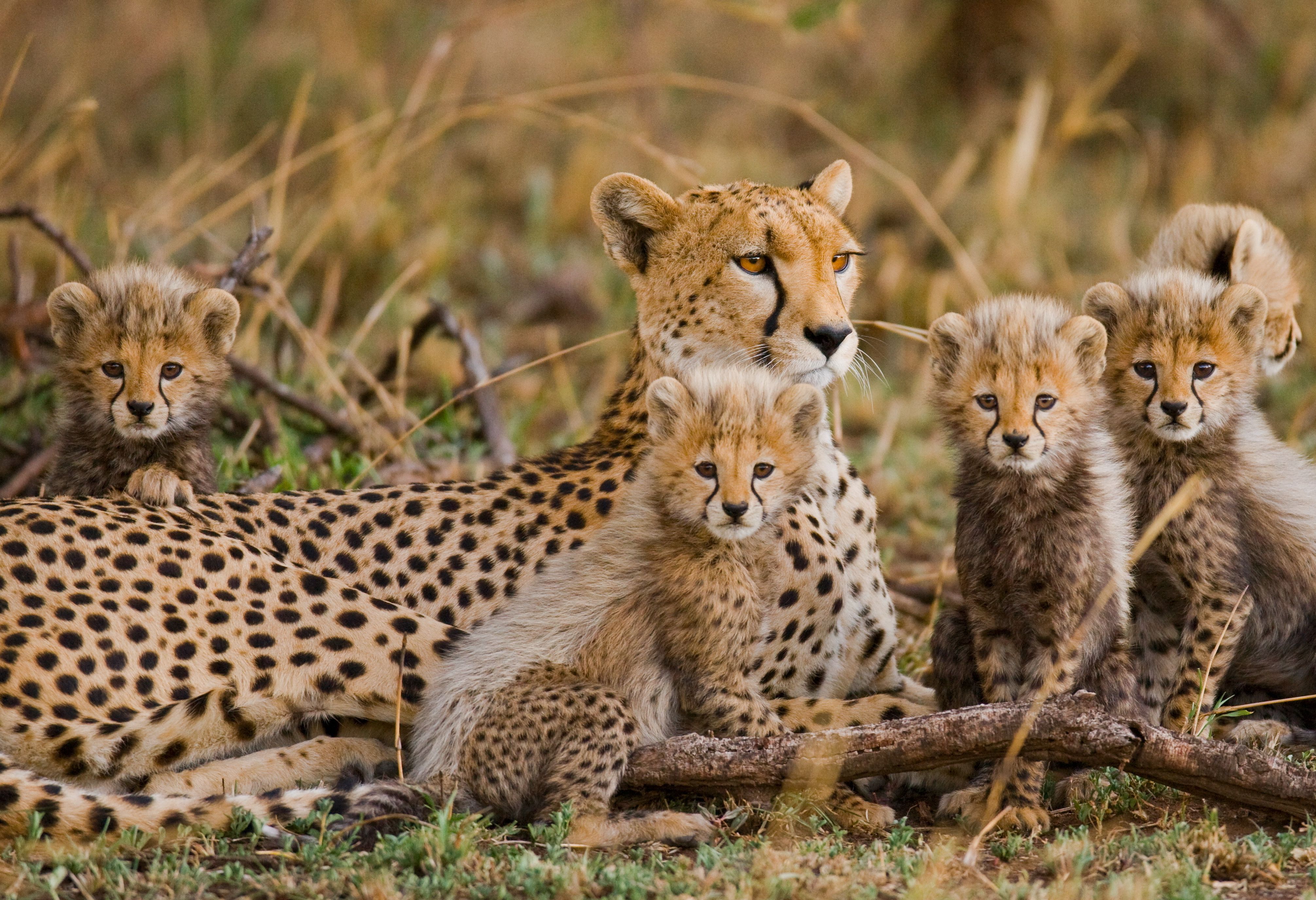 Cheetah met welpjes in de Serengeti in Tanzania