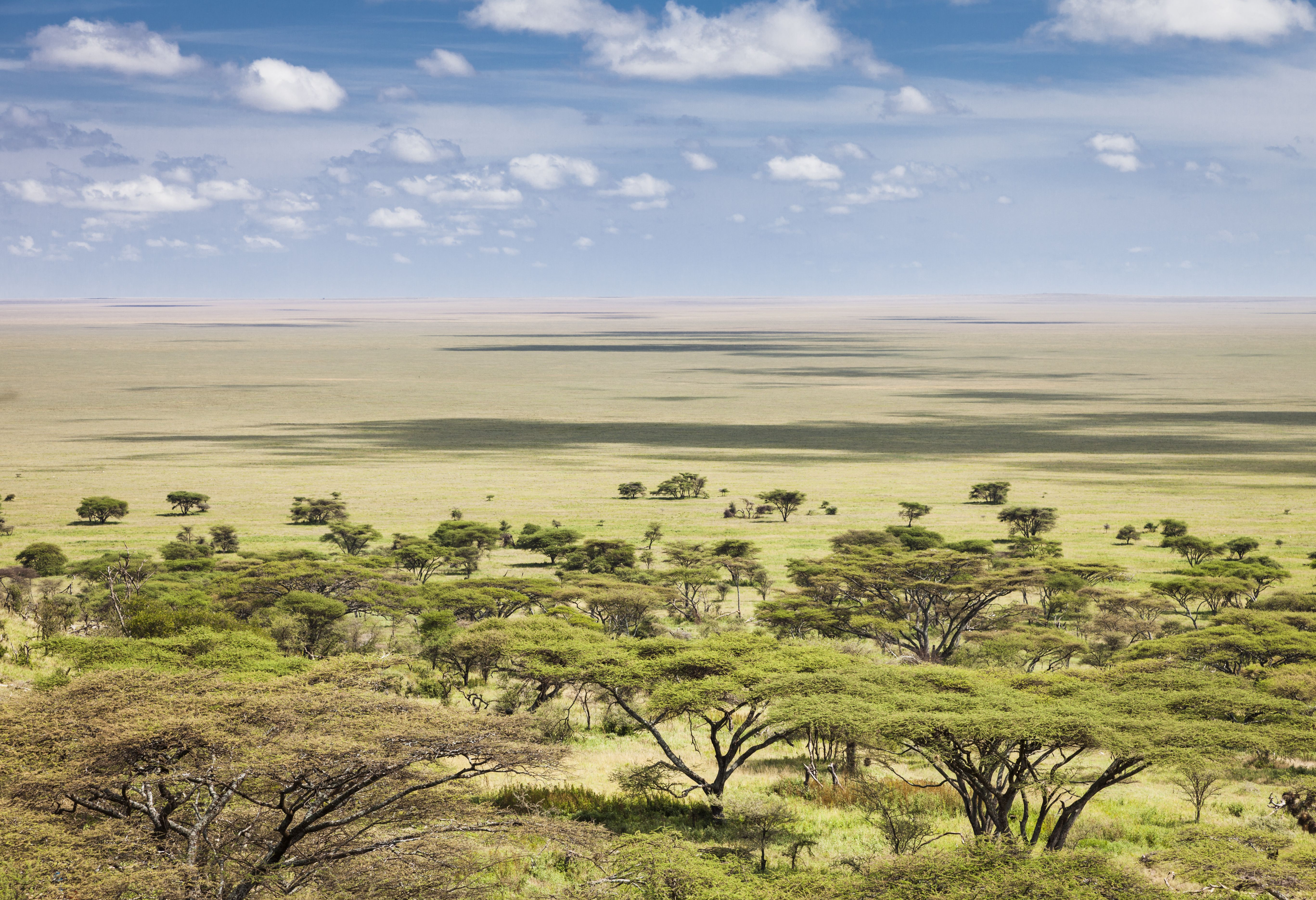 Uitgestrekte vlakte van de Serengeti in Tanzania
