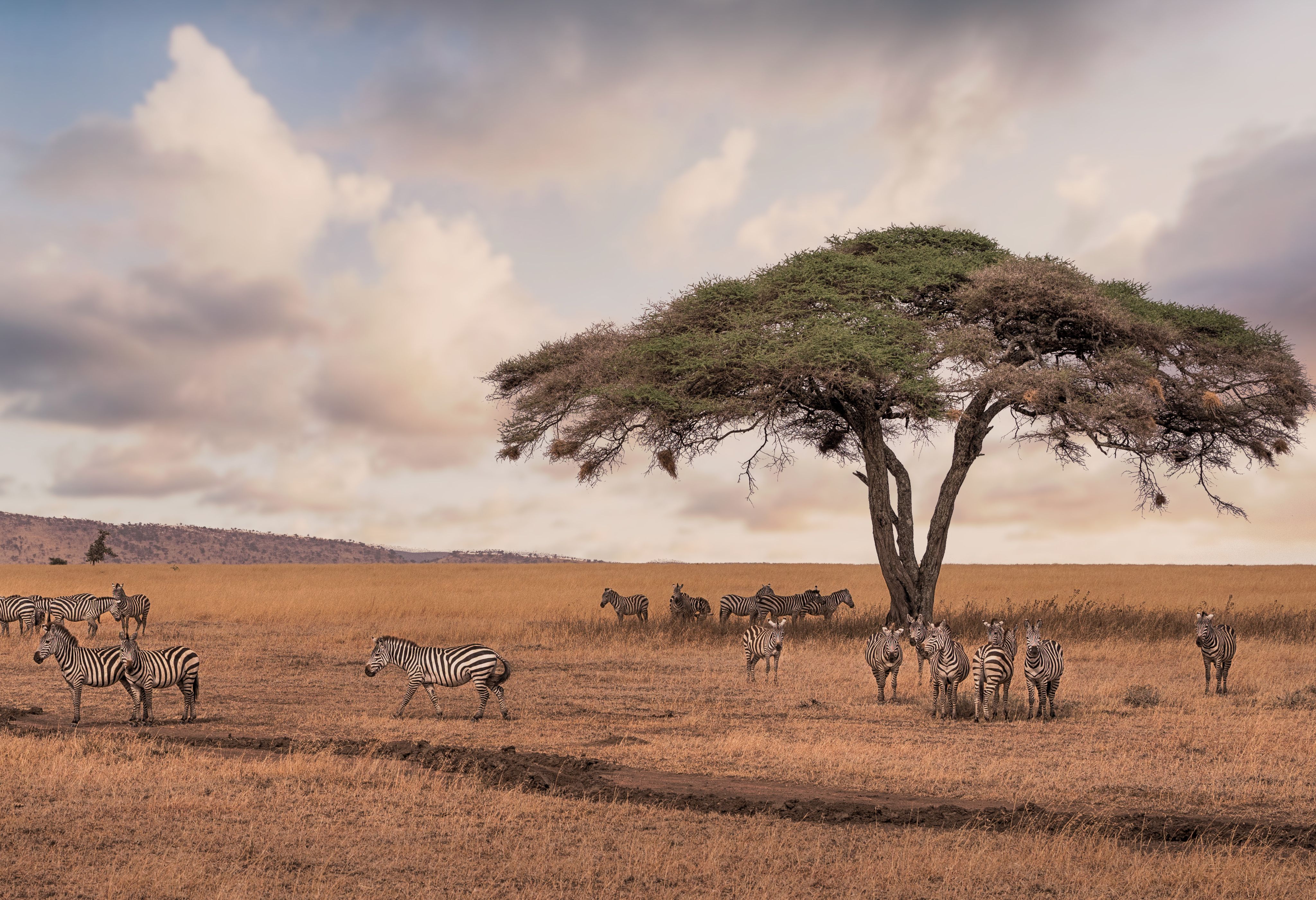 Zebra's en acaciaboom in de Serengeti in Tanzania