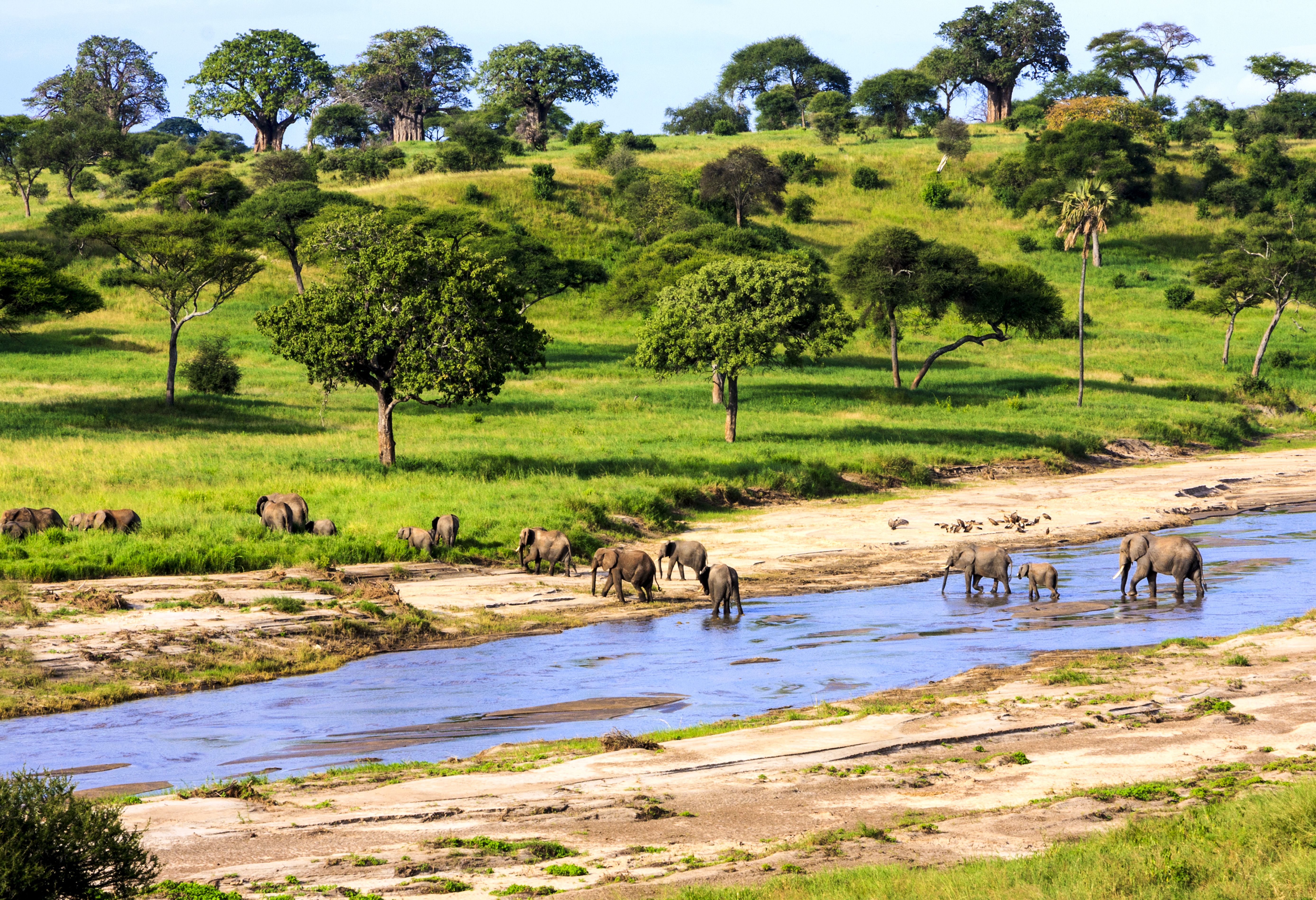Olifanten steken de rivier over in de Serengeti in Tanzania