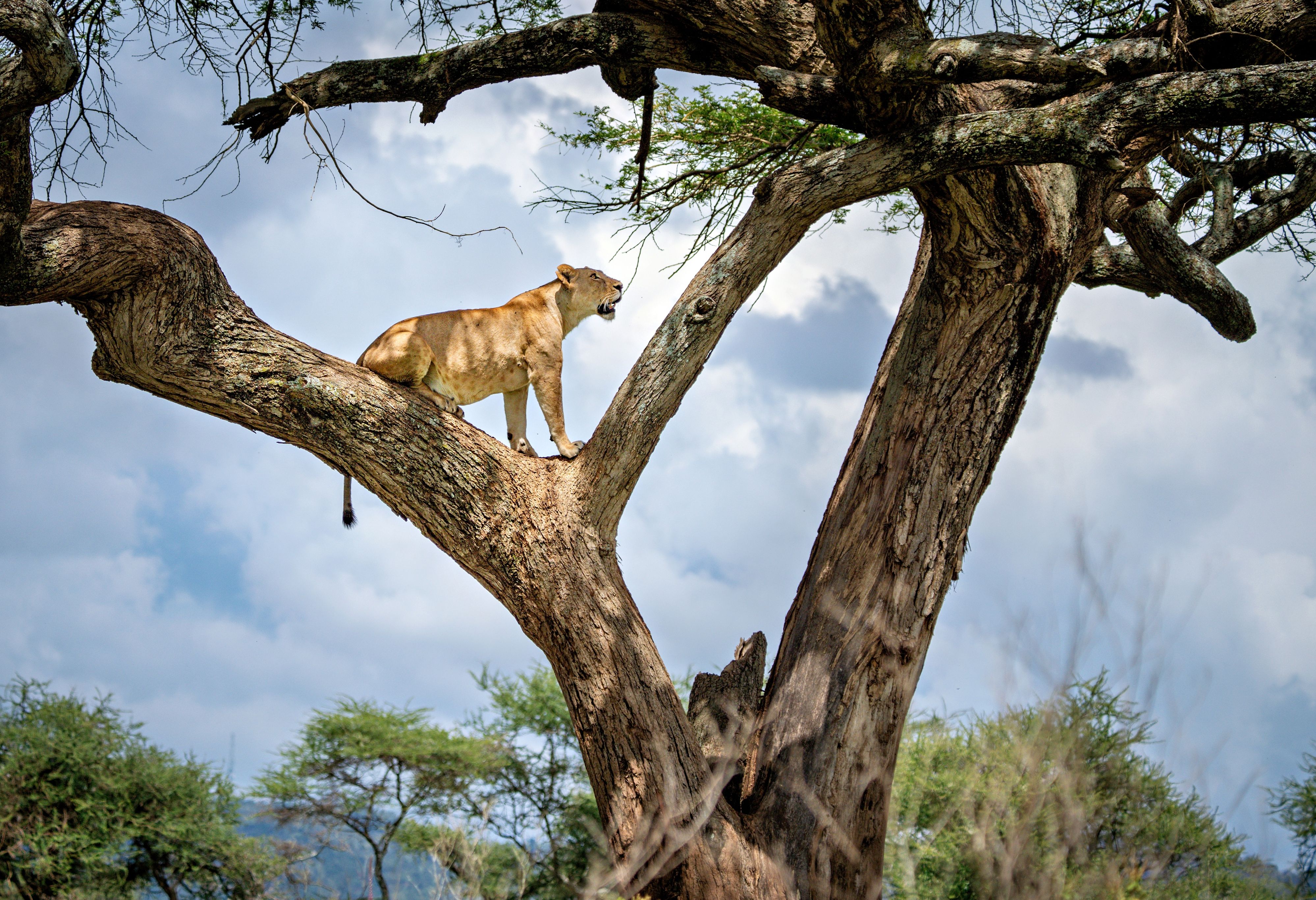 Leeuw in de boom in Lake Manyara National Park in Tanzania