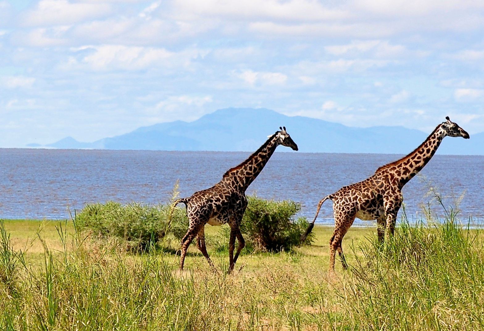 Giraffen aan het meer van Lake Manyara National Park in Tanzania