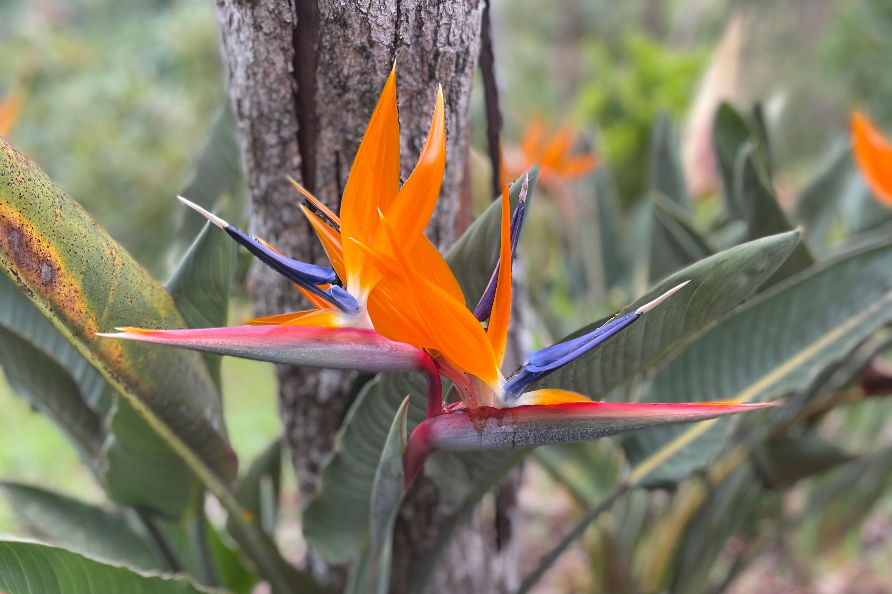 Colombia Medellin omgeving Salto del Buey