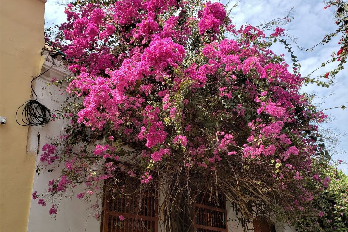 Colombia Cartagena Gabriel Garcia Wandeling