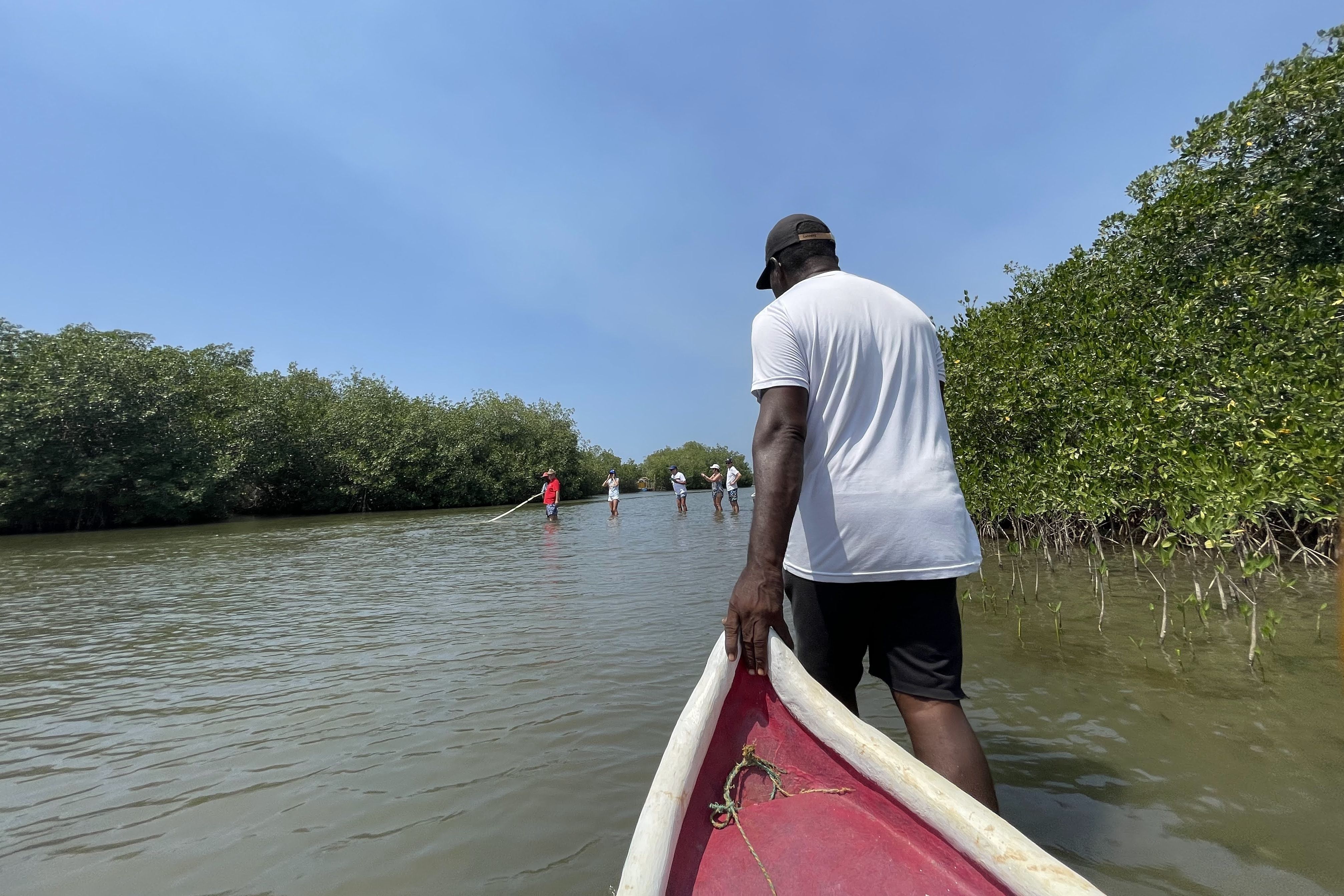 Colombia Cartagena La Boquilla Mangrove