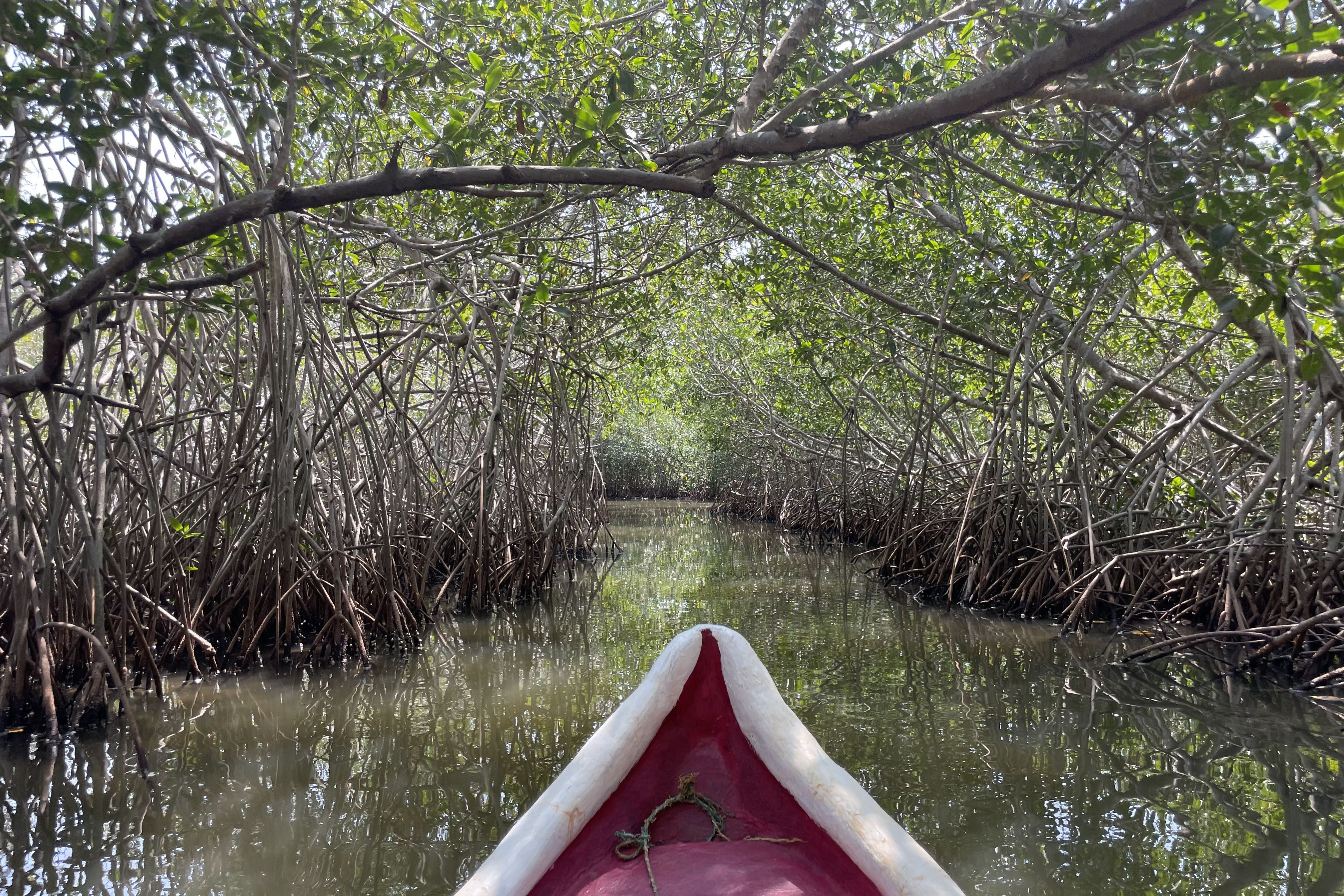 Colombia Cartagena La Boquilla Mangrove