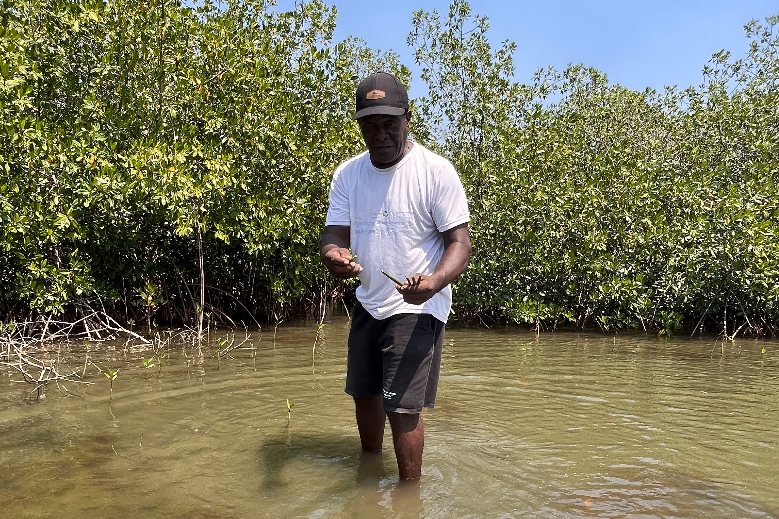 Colombia Cartagena La Boquilla Mangrove