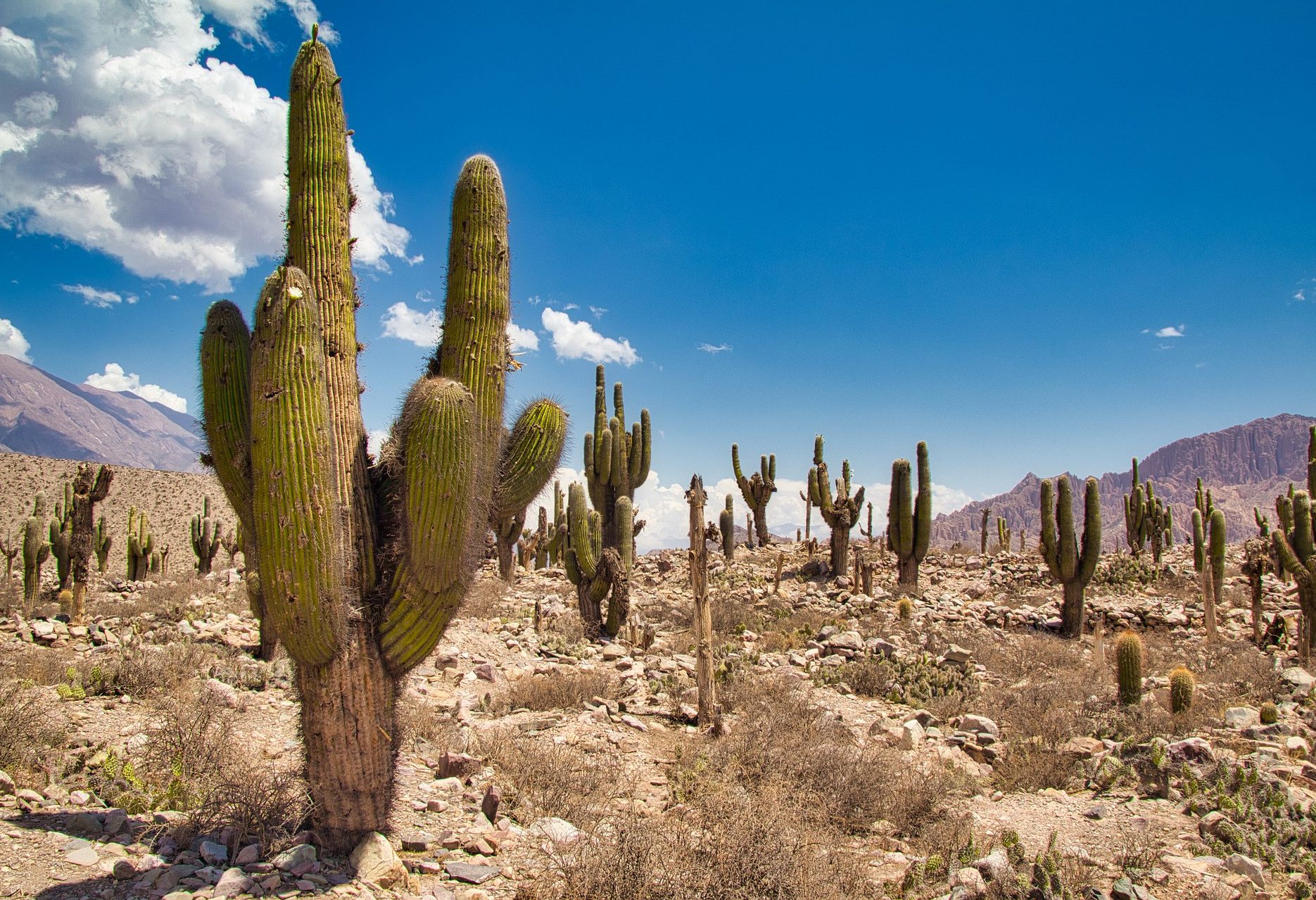 Cactus landschap bij Purmamarca