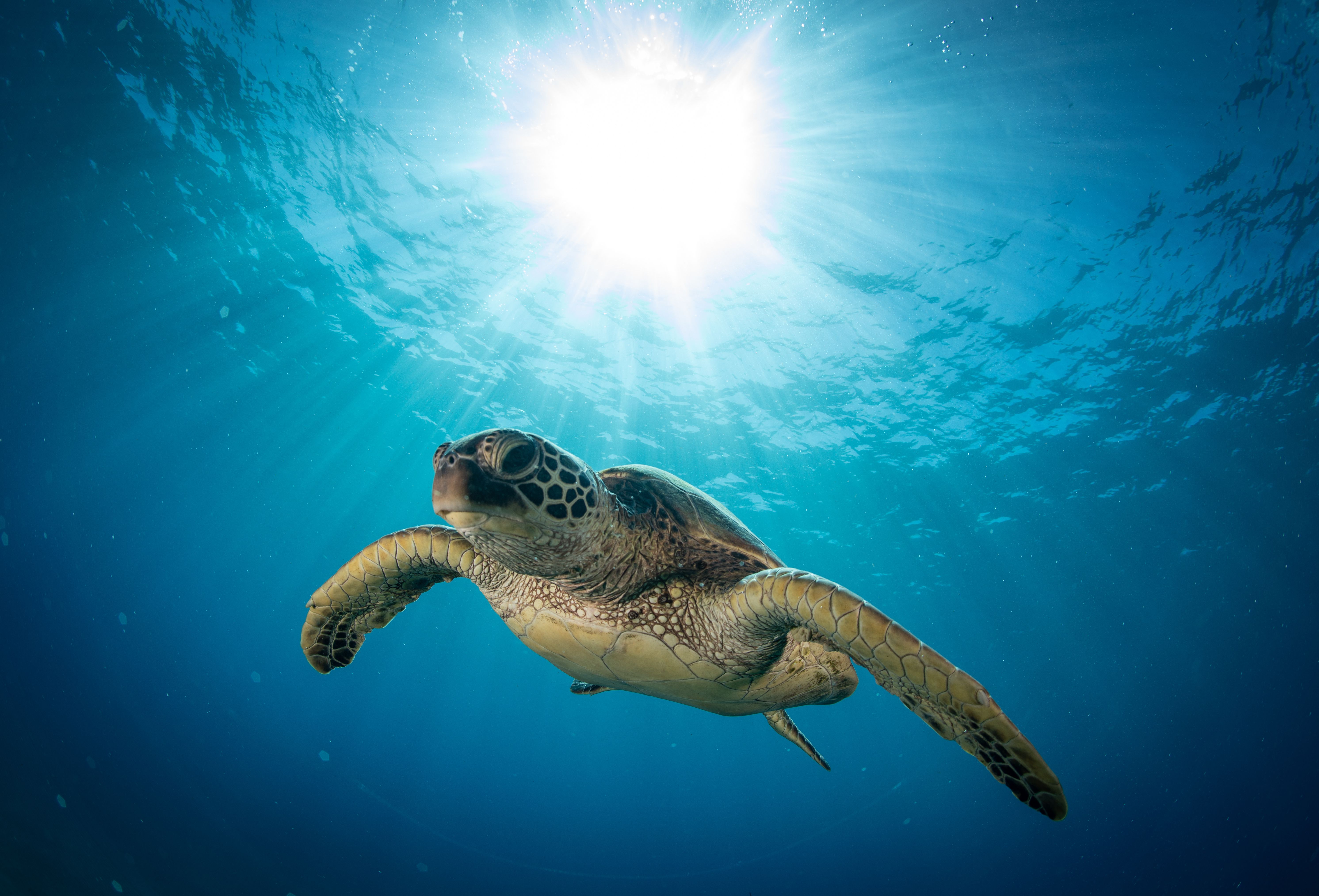 Maui - Schildpad